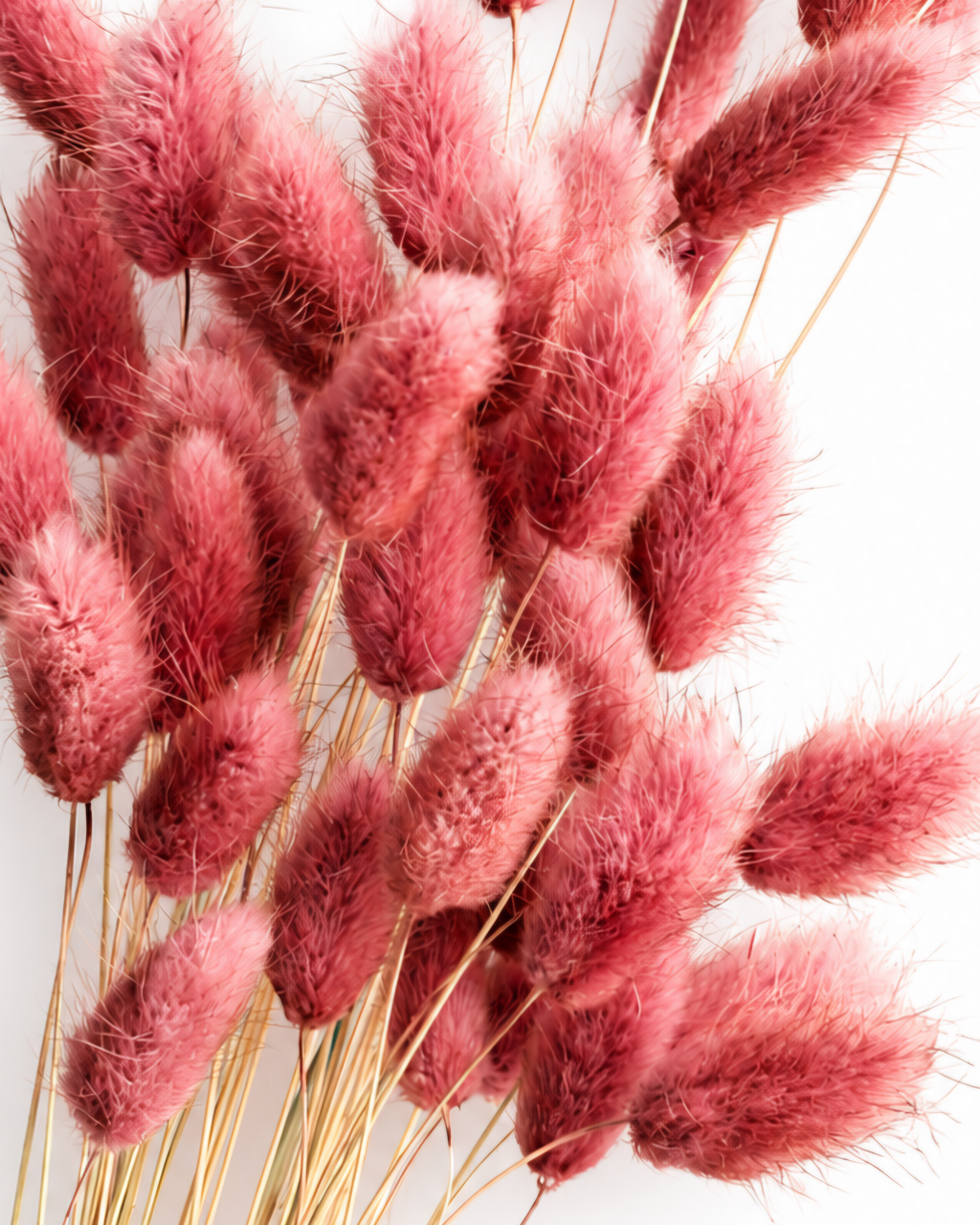 Macro photography of premium preserved pink lagurus heads, highlighting high quality non-brittle texture for florists.