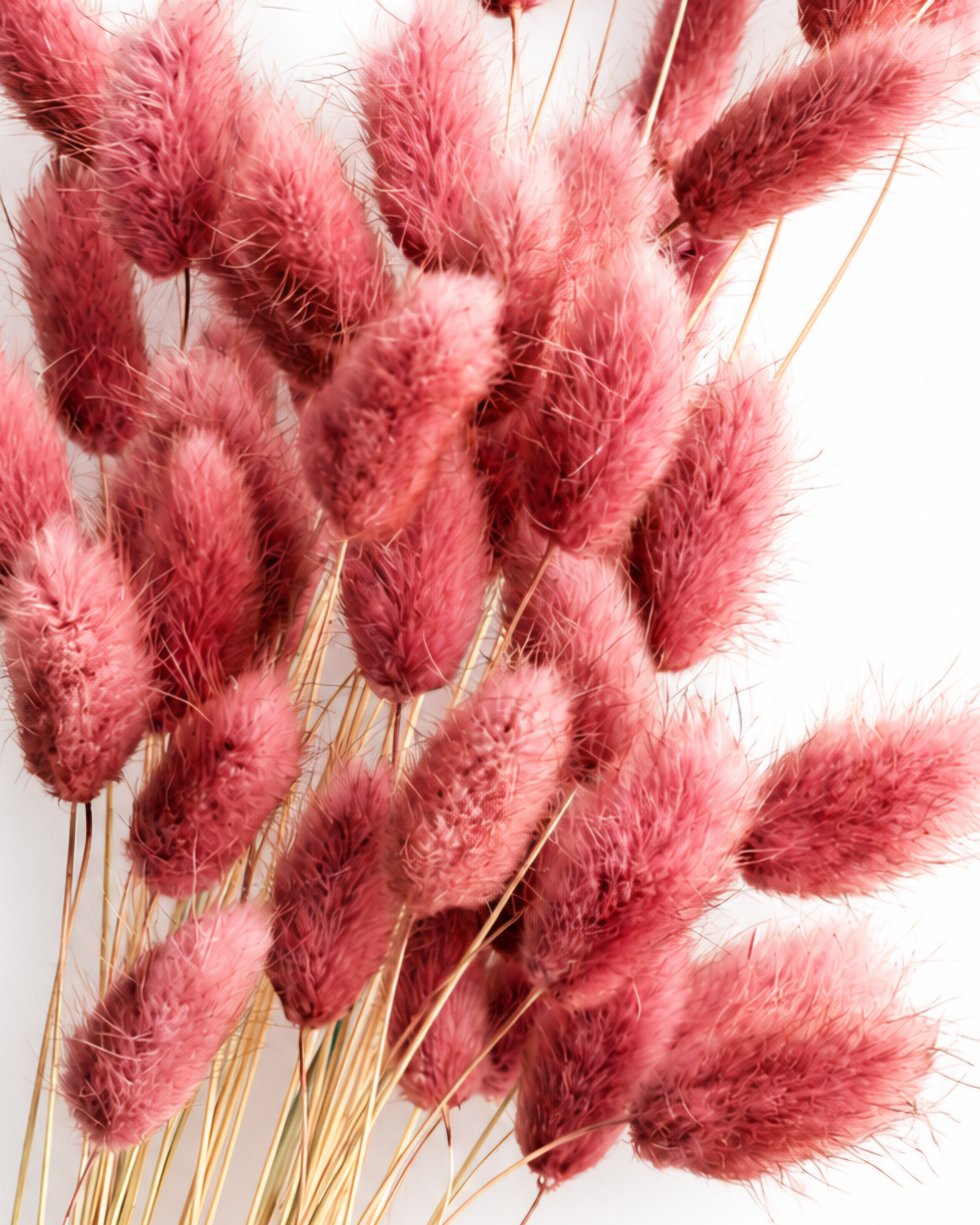Macro photography of premium preserved pink lagurus heads, highlighting high quality non-brittle texture for florists.