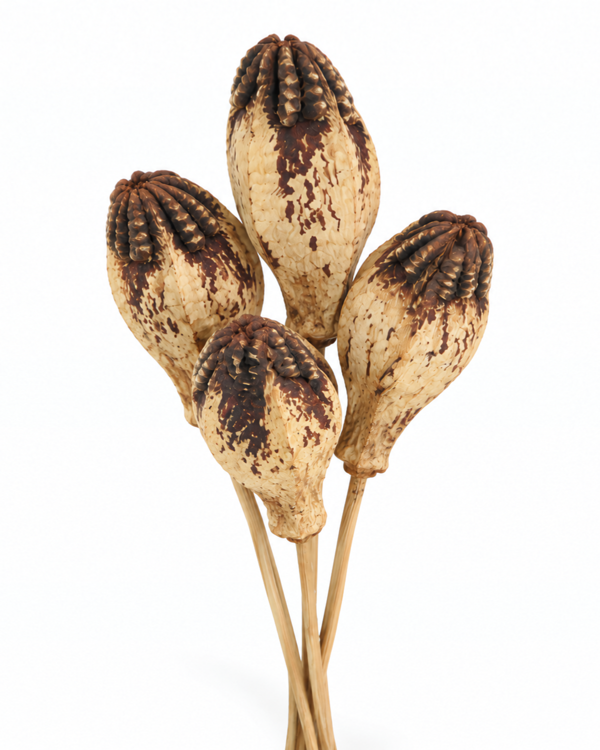 Dried Natural Mahogany Pods 10 Stems - 50cm Decorative Botanicals