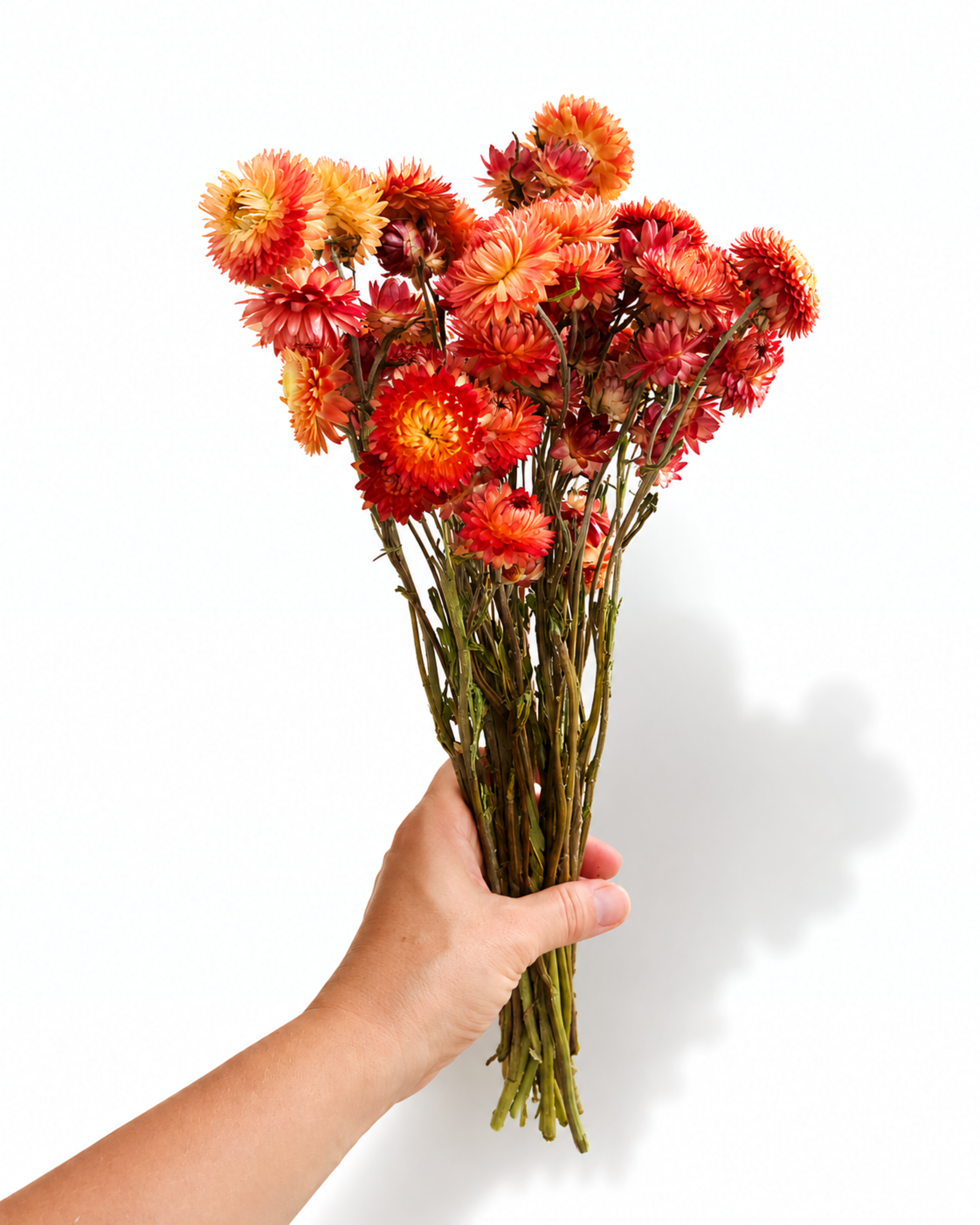 30-35 cm long natural dried helichrysum bouquet in hand for modern rustic home decoration