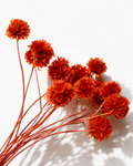 Detailed close-up shot of vibrant red preserved scabiosa pods showing paper-like textured seed heads.
