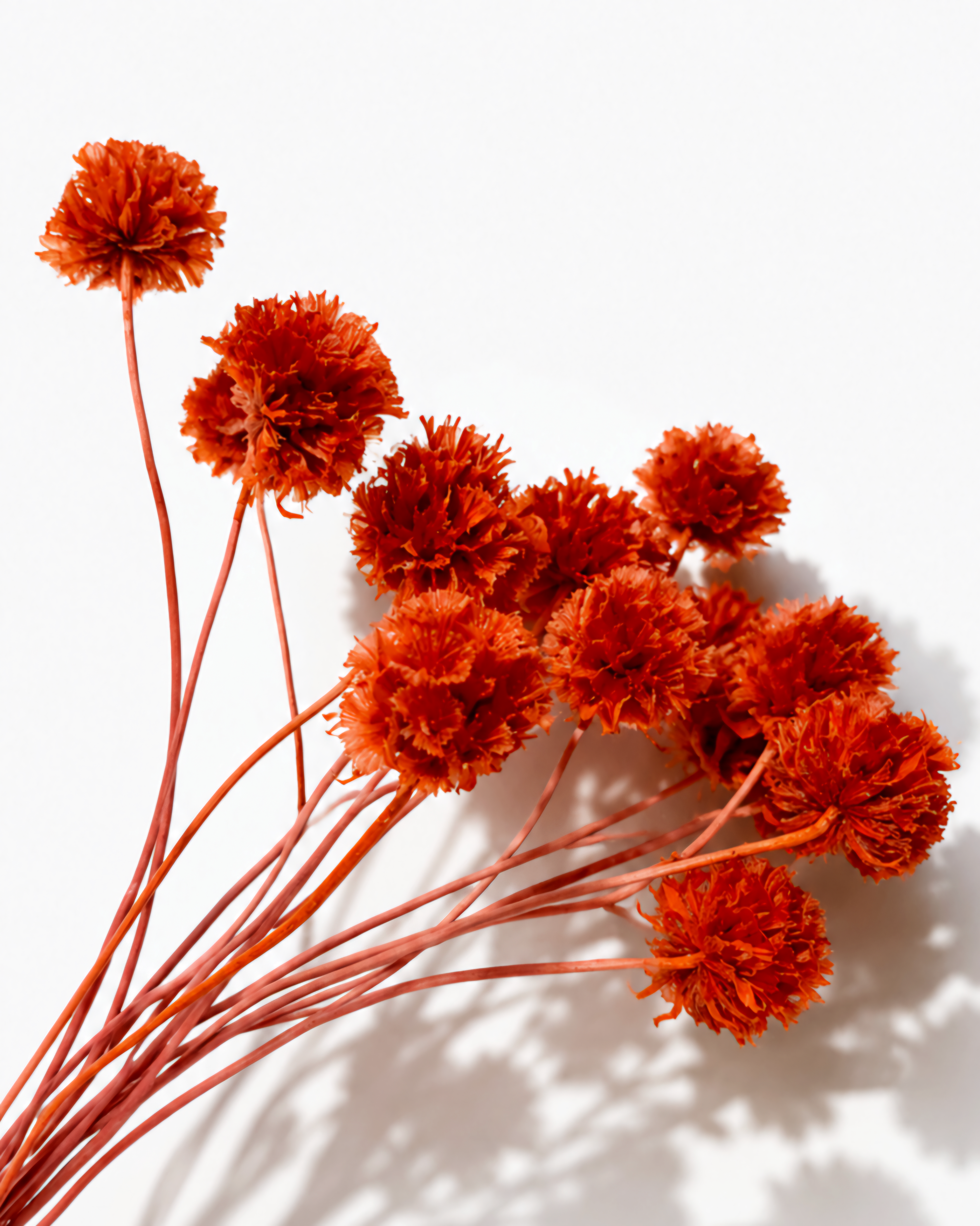 Detailed close-up shot of vibrant red preserved scabiosa pods showing paper-like textured seed heads.
