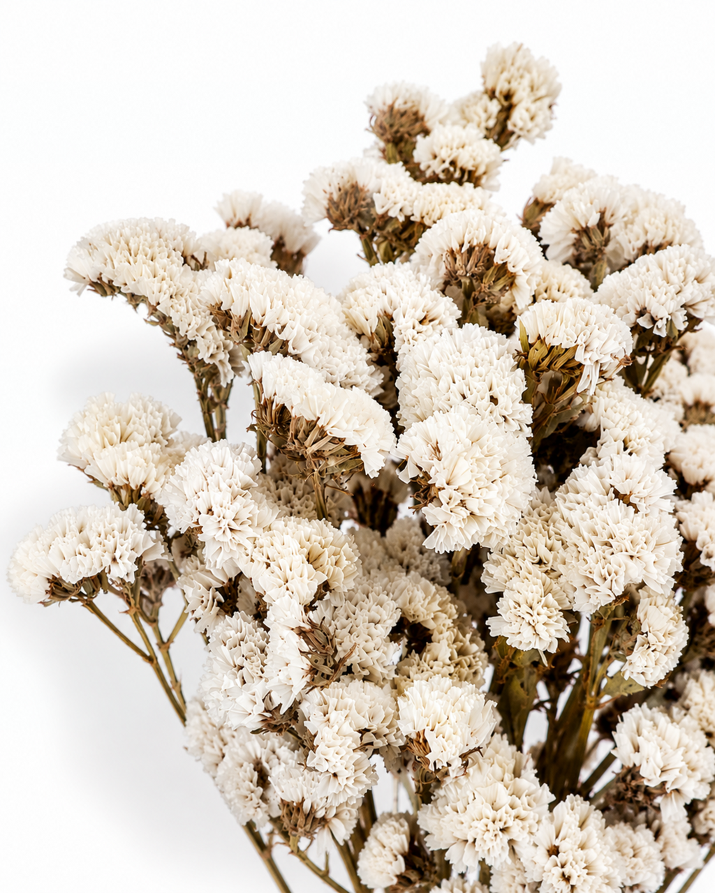 White Statice Bouquet