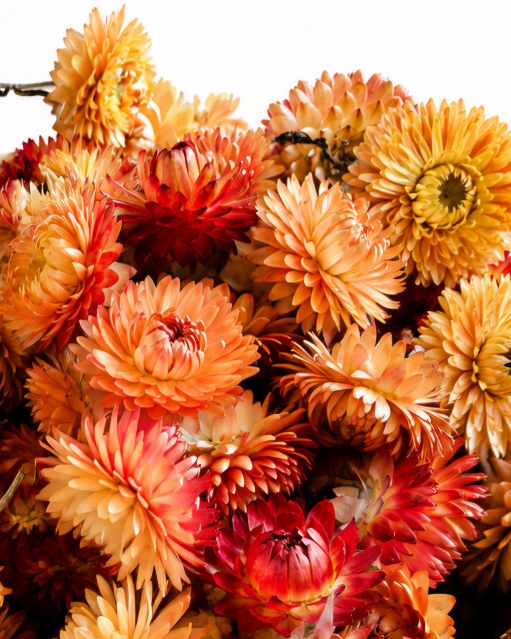 Macro detailed shot showing natural paper-like petals of bright orange dried strawflower heads.
