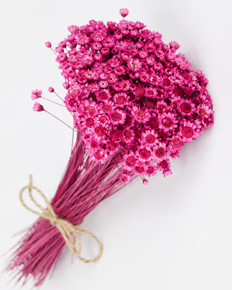 Fuchsia Glixia dried