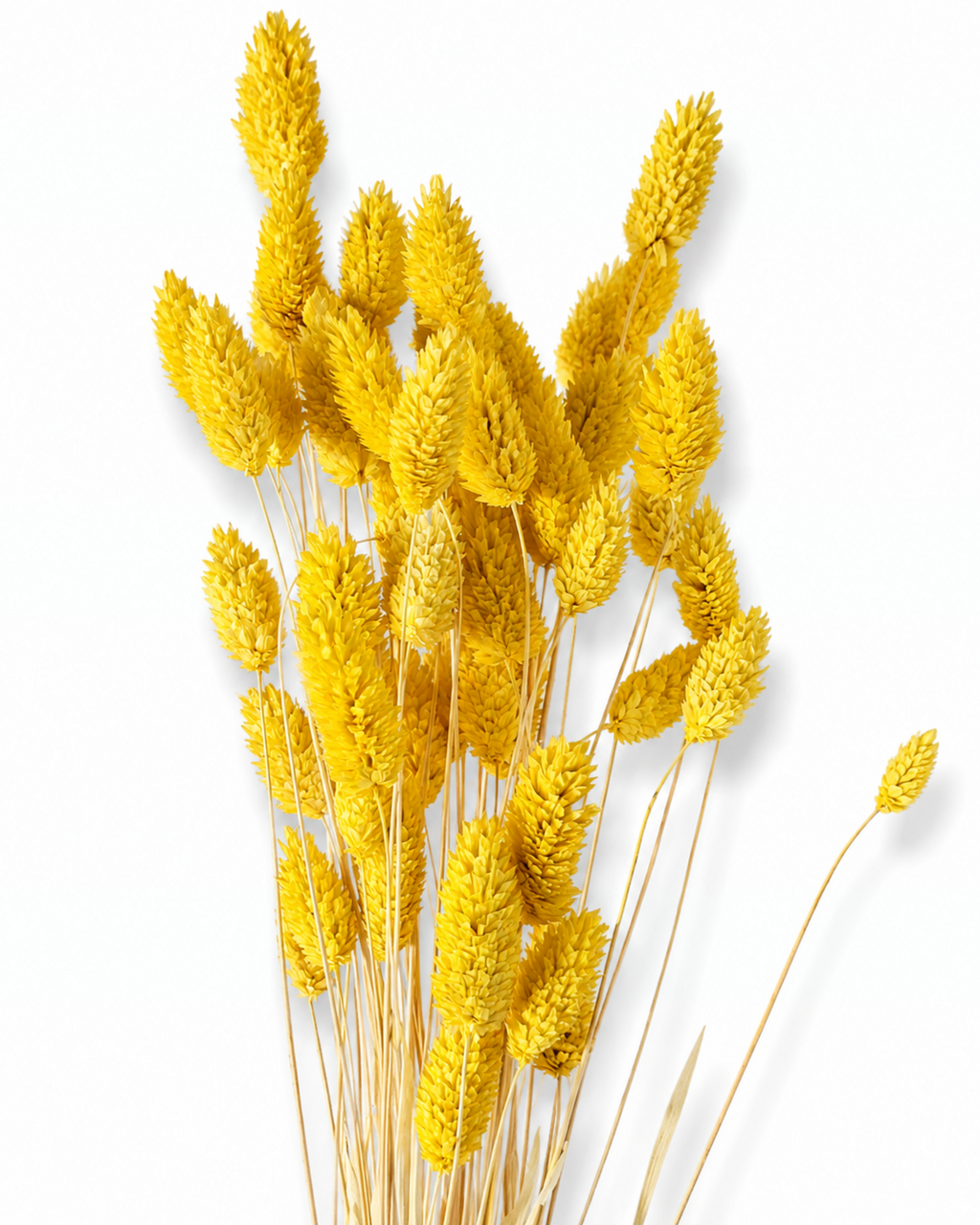 A bouquet of 50 preserved bright yellow Phalaris grass stems displaying dense seed heads against a plain white background.
