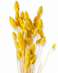 A bouquet of 50 preserved bright yellow Phalaris grass stems displaying dense seed heads against a plain white background.
