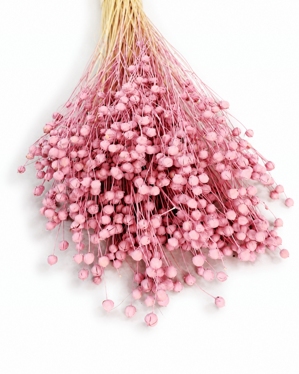 Pink Dyed Flax Stems