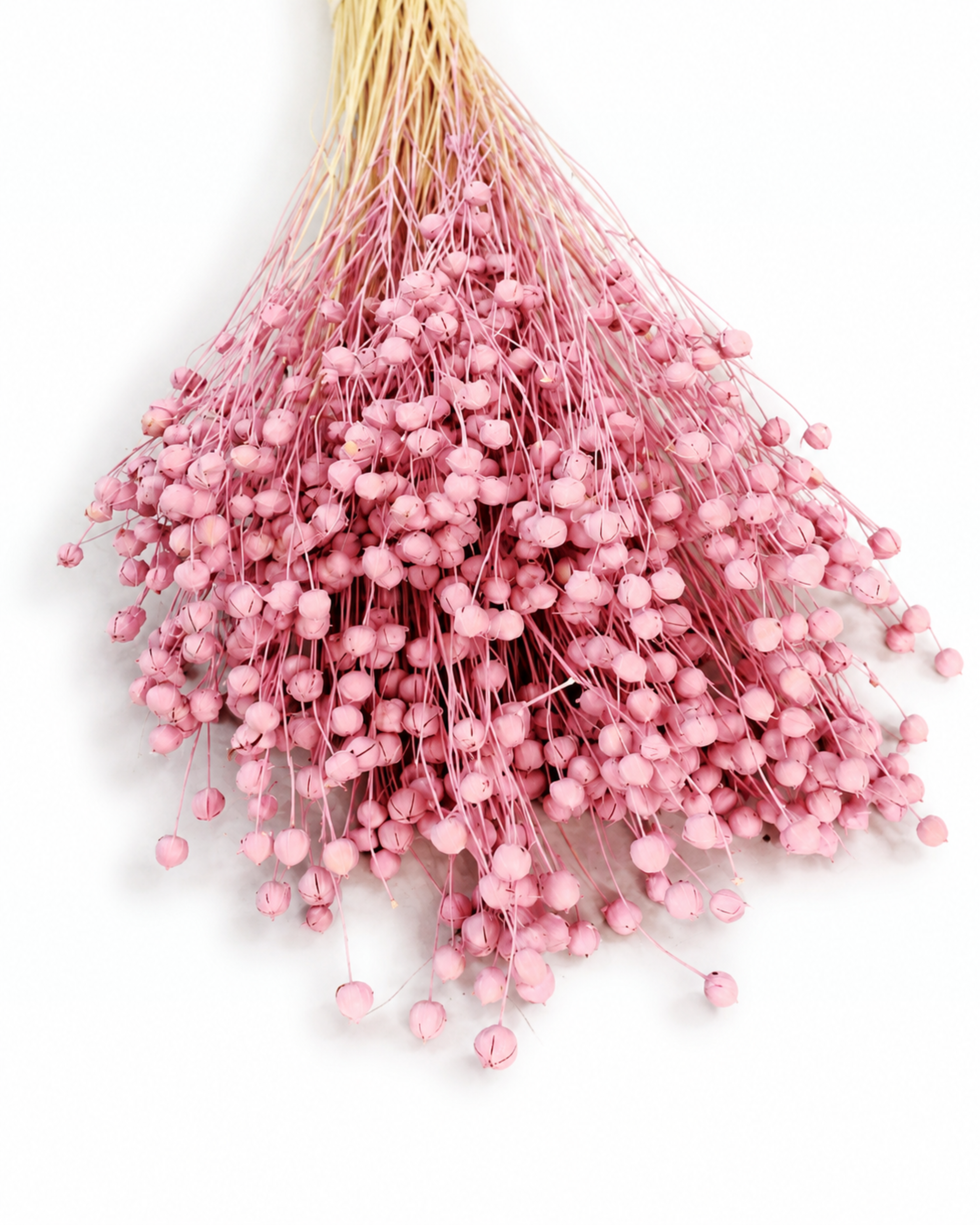 Pink Dyed Flax Stems