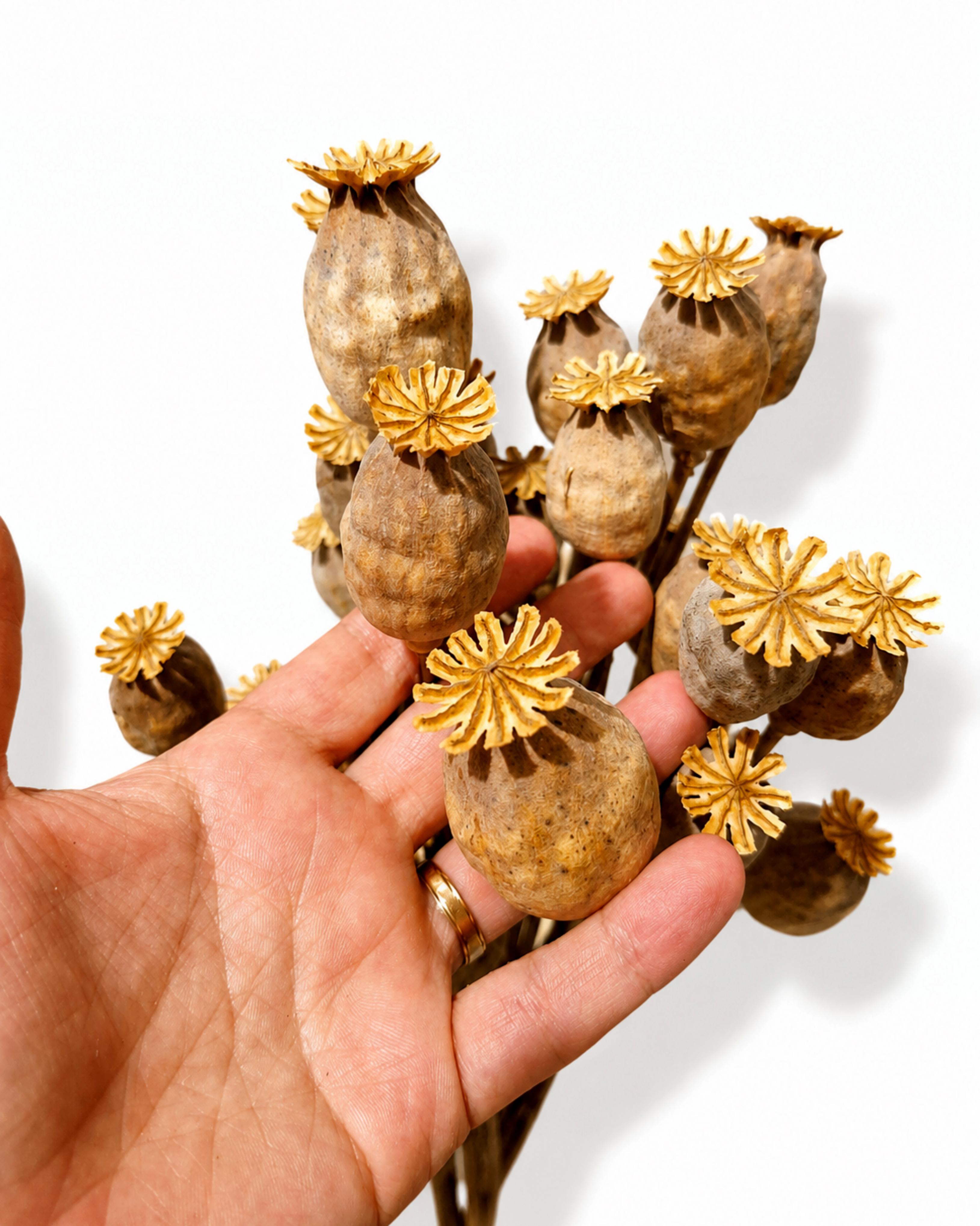 A close-up view of multiple natural air-dried Papaver poppy seed heads held in a hand to demonstrate their authentic size and shapes.
