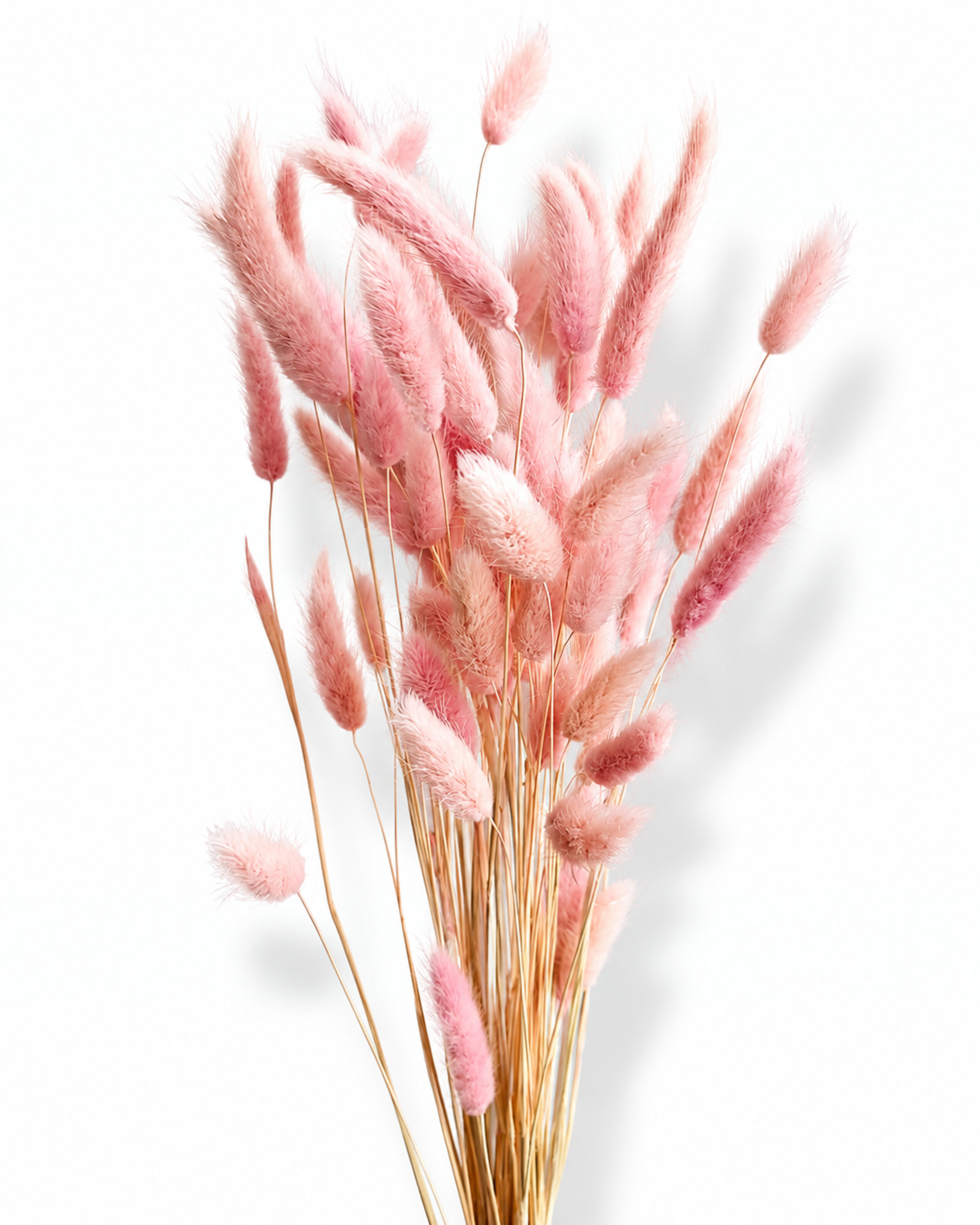 Full bundle of 50 preserved light pink Bunny Tails grass stems on a clean white background.
