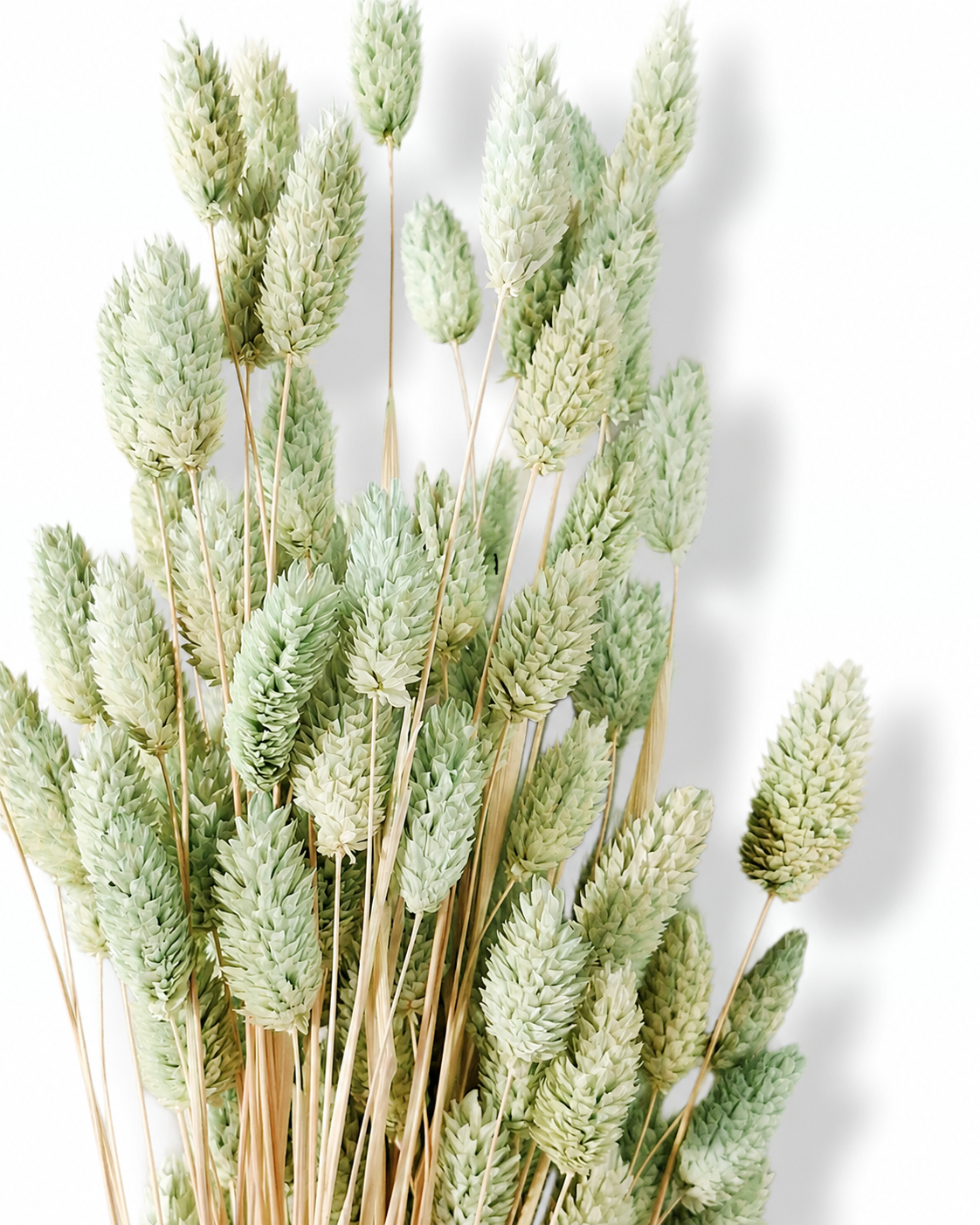 A bouquet of 50 preserved mint green Phalaris grass stems displaying dense seed heads against a plain white background.
