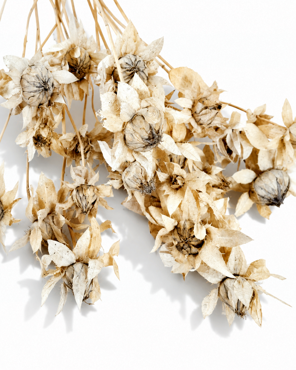 Preserved Ivory Safflower Stems
