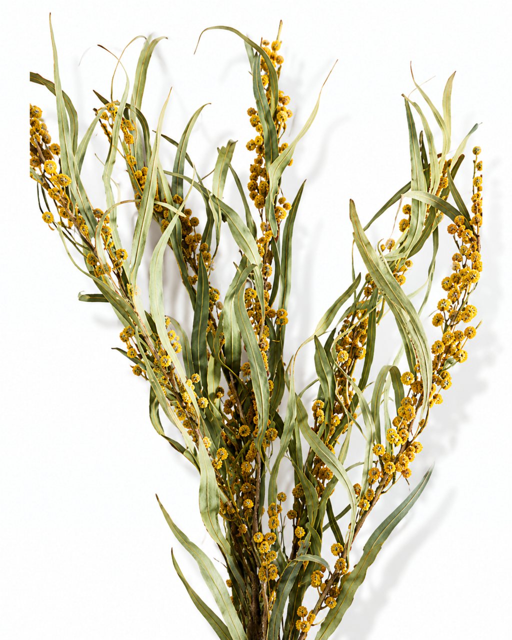 A bouquet of 5 natural dried Mimosa stems standing upright against a plain white background, showing stem length up to 50 cm.
