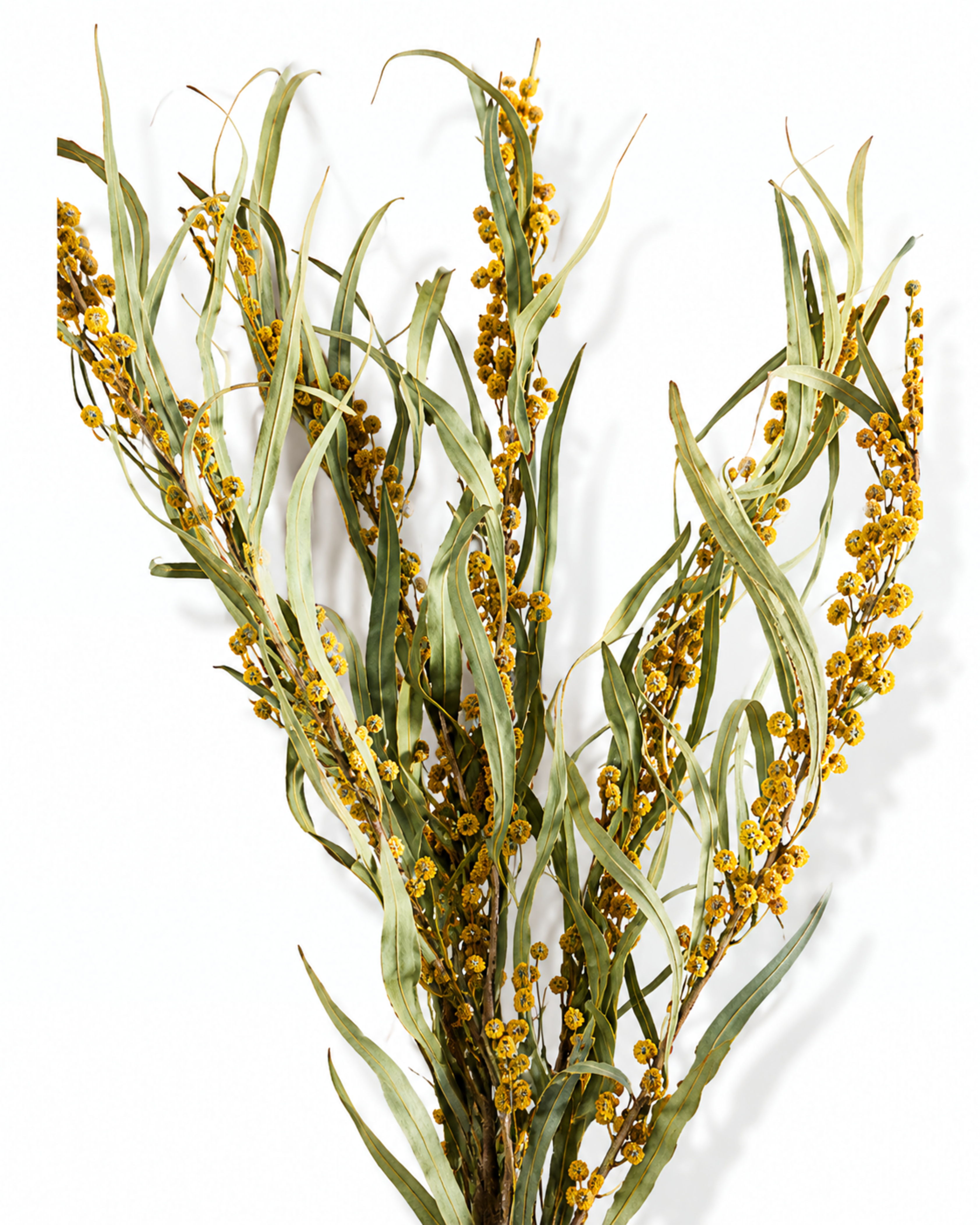 A bouquet of 5 natural dried Mimosa stems standing upright against a plain white background, showing stem length up to 50 cm.
