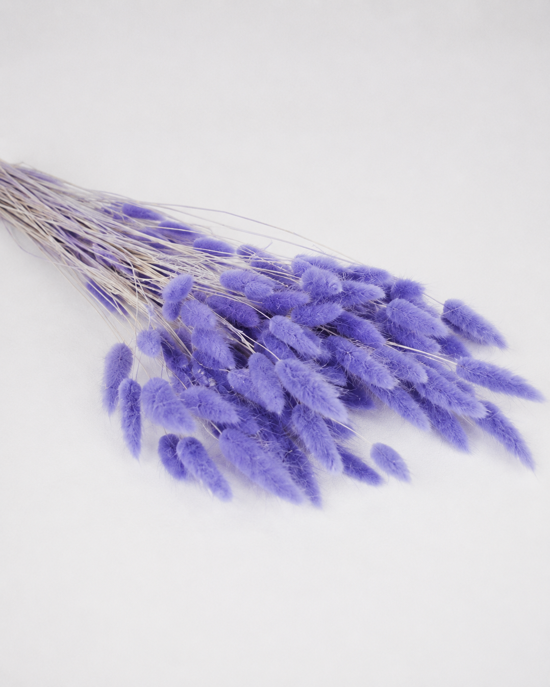 Violet Bunny Tail Grass