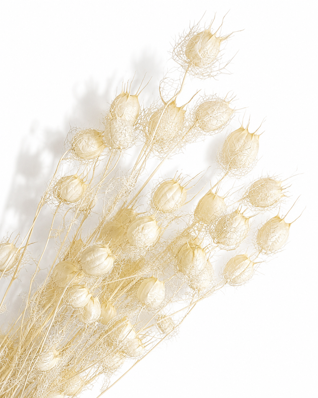White Nigella Pods