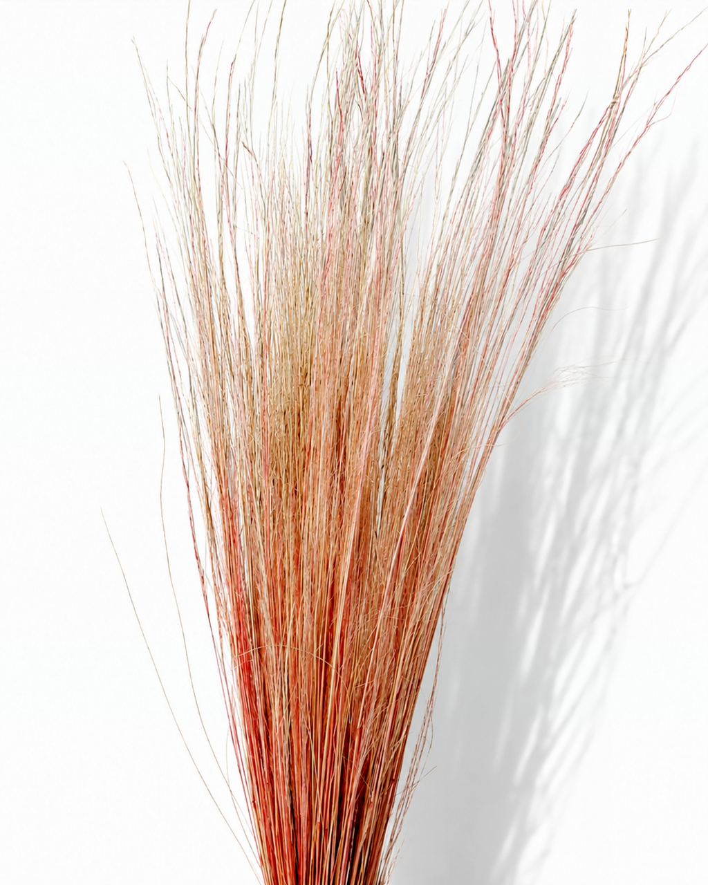 Peach Coral Pony Grass