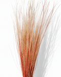 Peach Coral Pony Grass