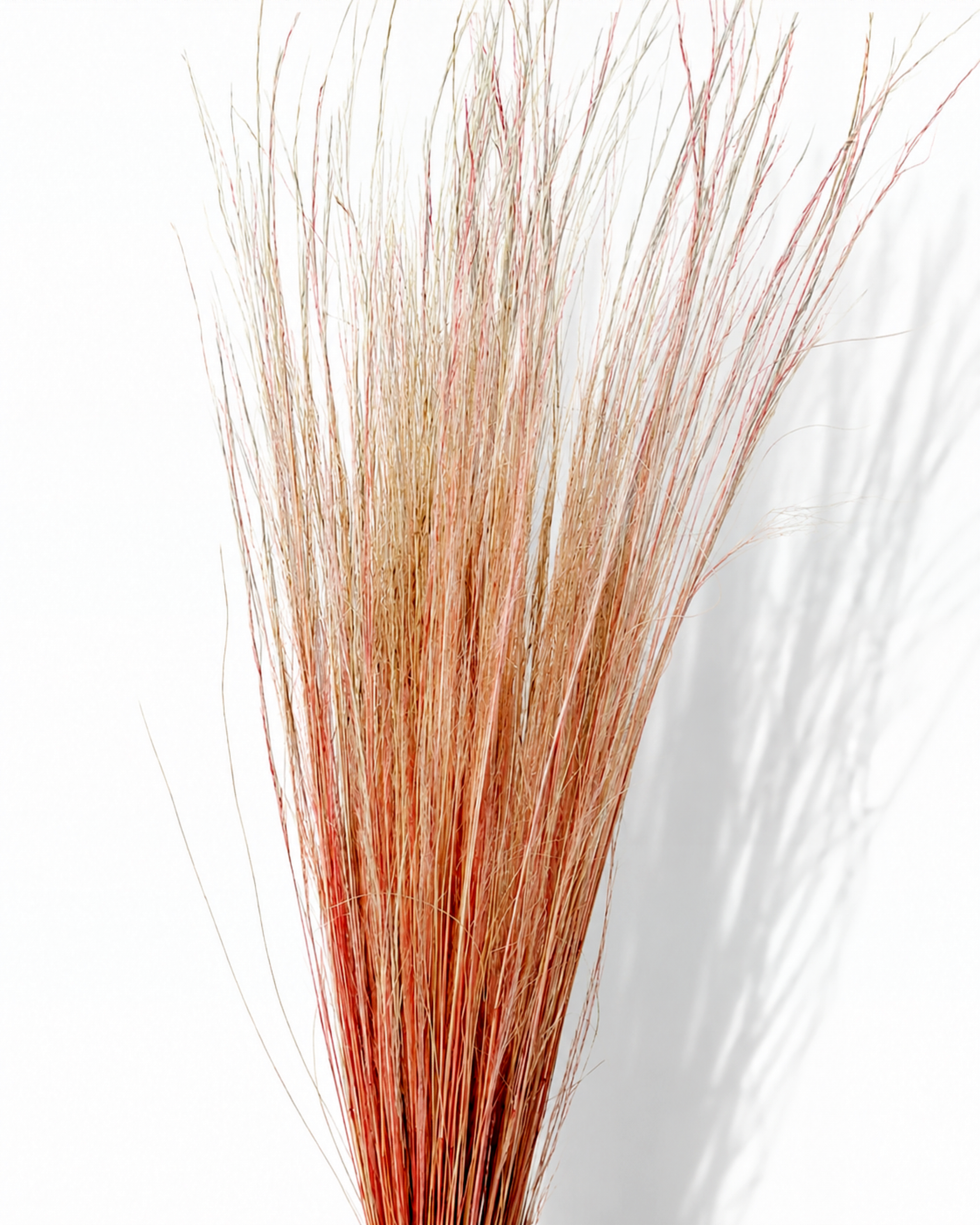 Peach Coral Pony Grass