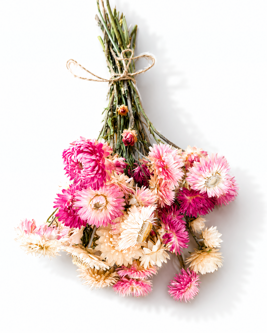 Pink & Cream Helichrysum Bunch, Dried Strawflower Stems