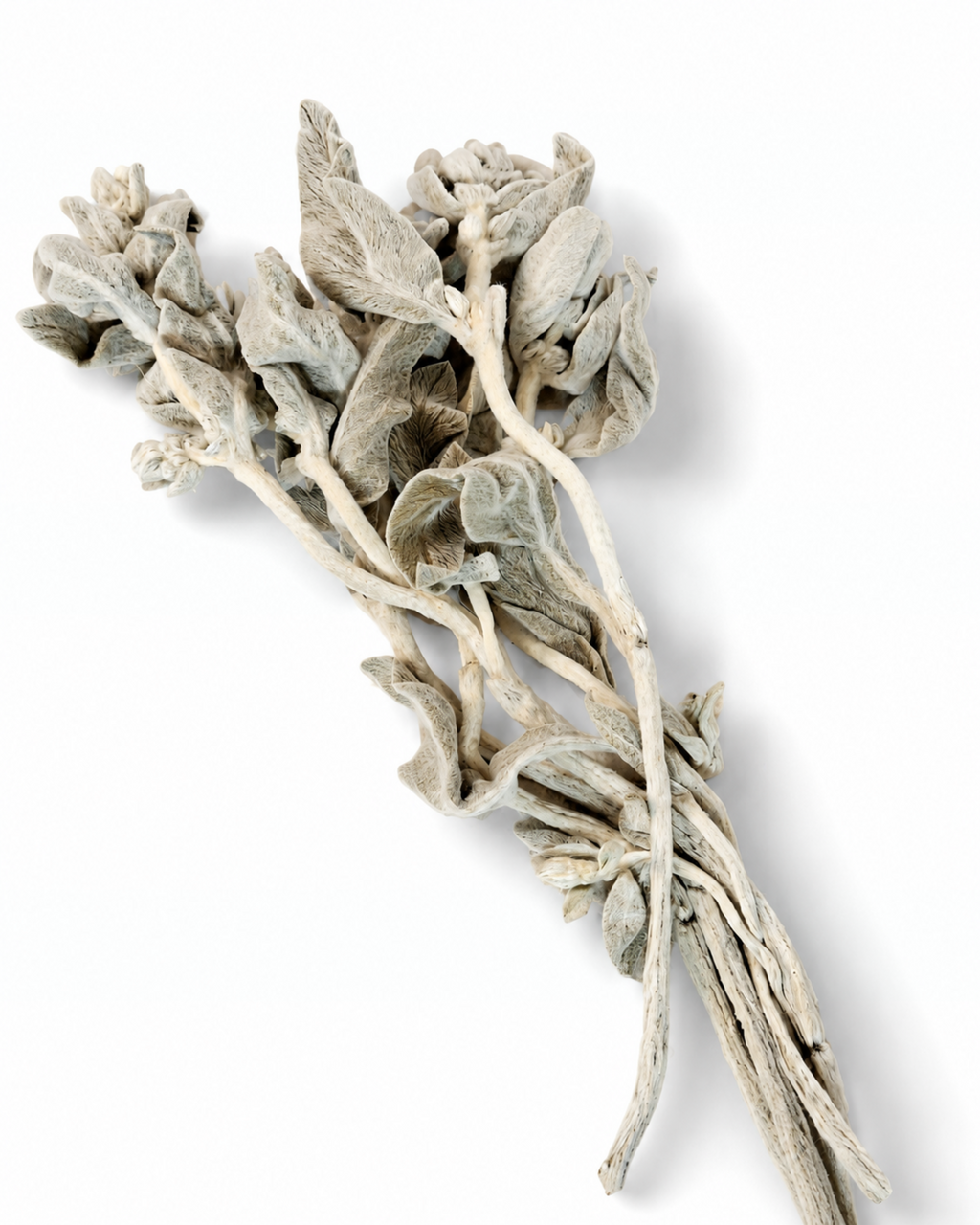 Preserved Lamb's Ear Stems