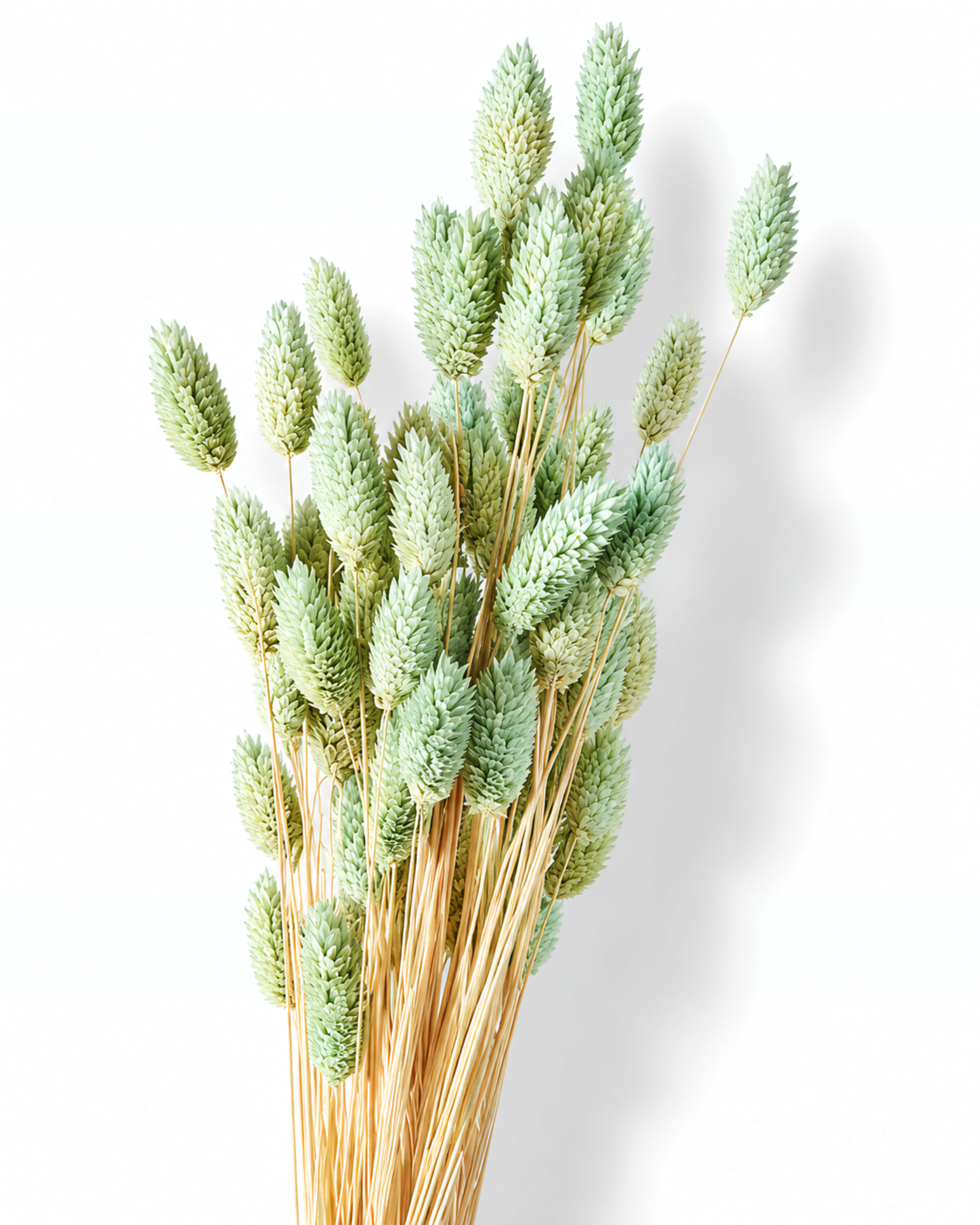 Close-up photo of delicate soft mint and sage green preserved Phalaris seed heads showing fine botanical texture.
