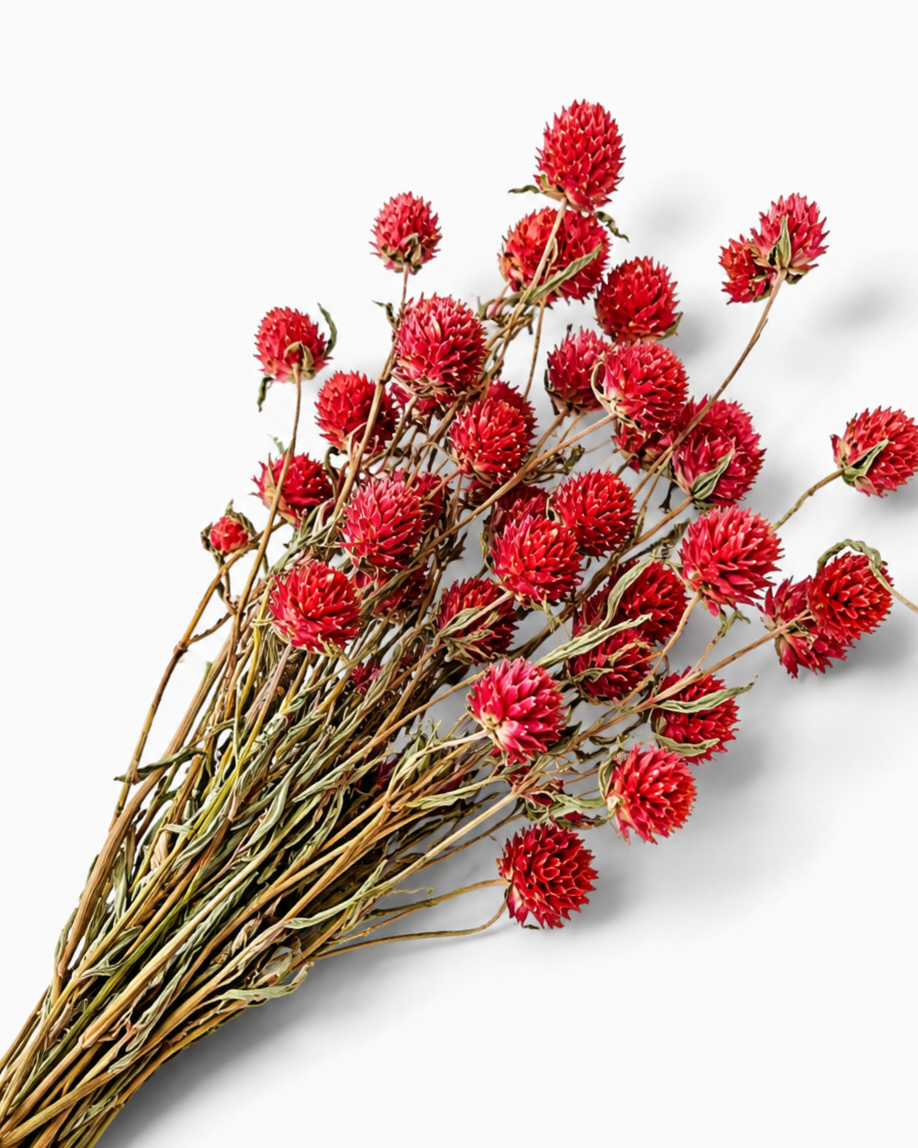 Red Dried Gomphrena Stems