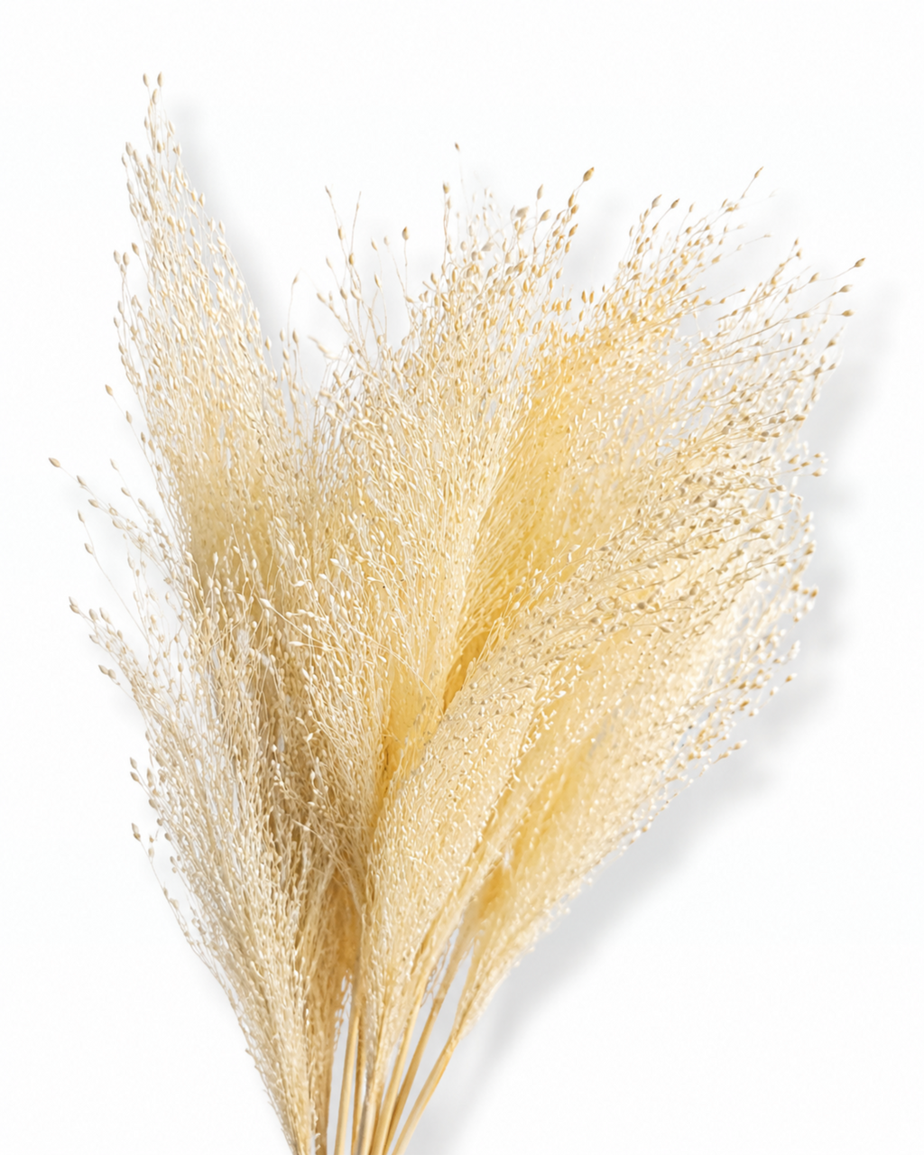 Premium bleached natural beige panicum stems 50g bundle for professional florist decor