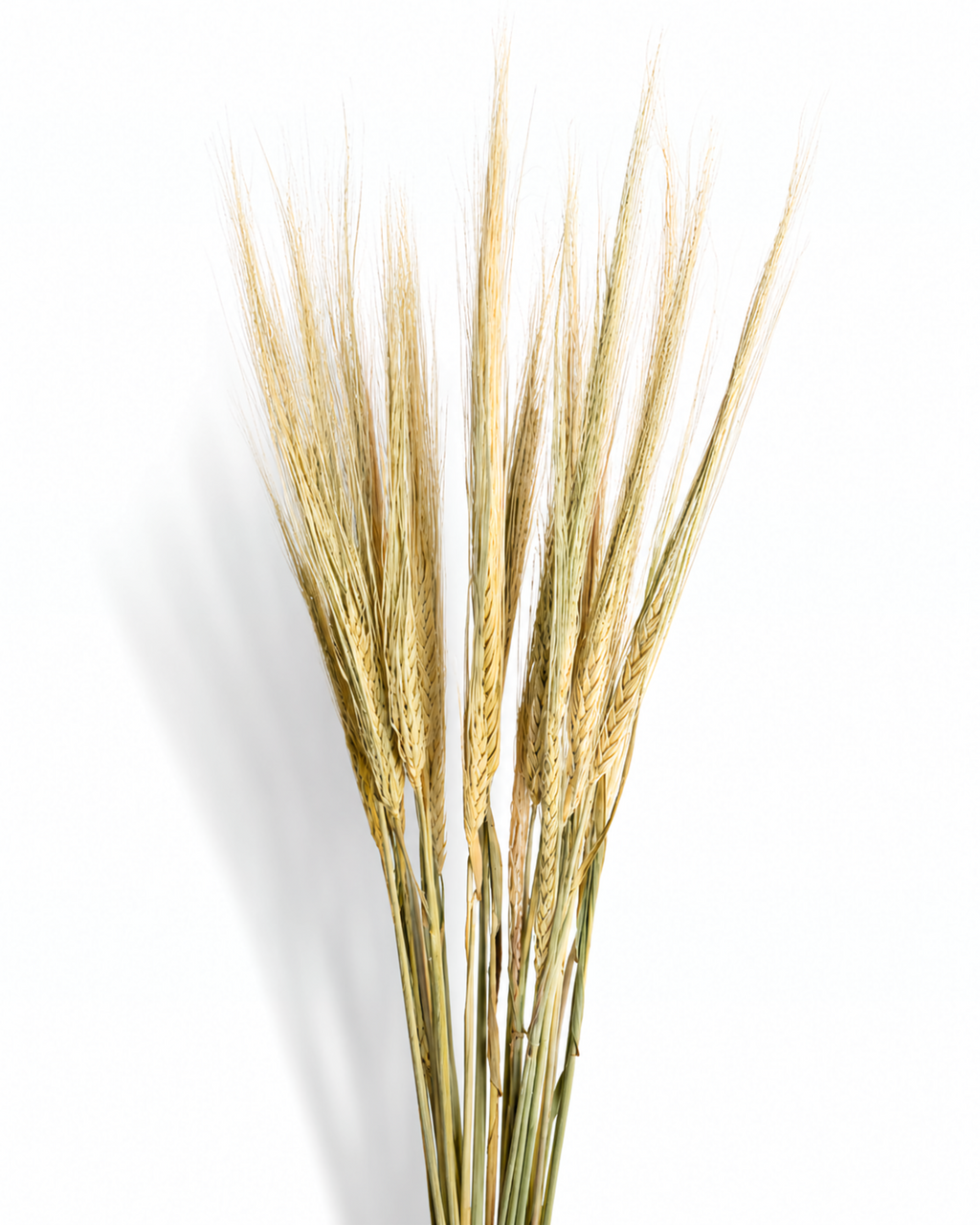Natural Dried Barley Stems