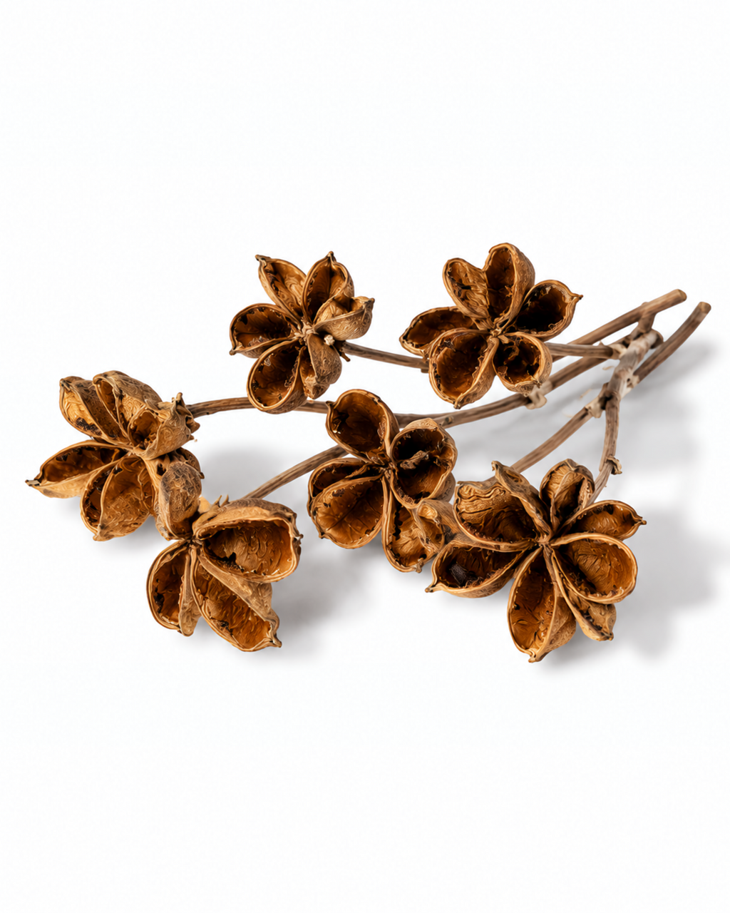 Lotus Style Seed Pods