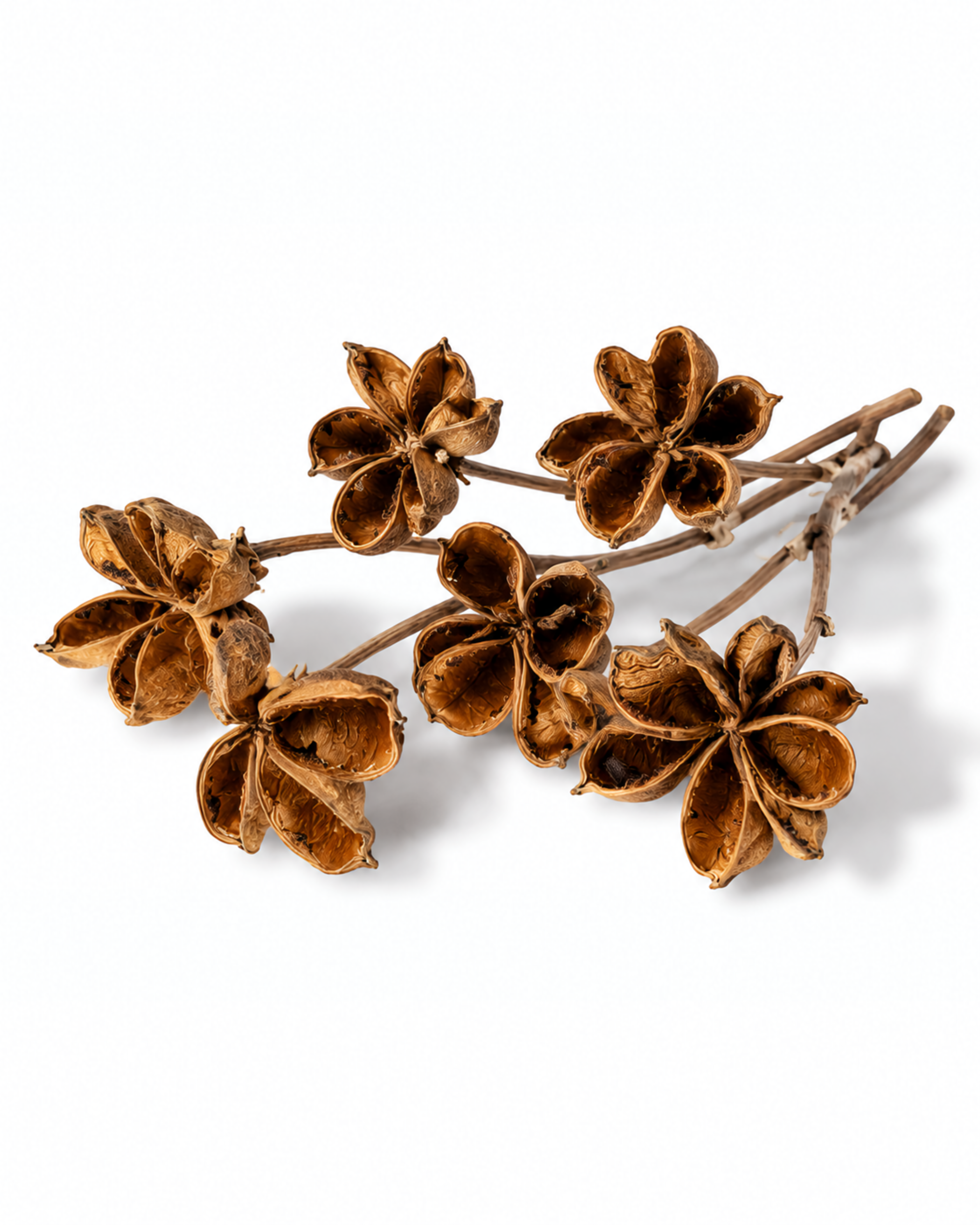 Lotus Style Seed Pods