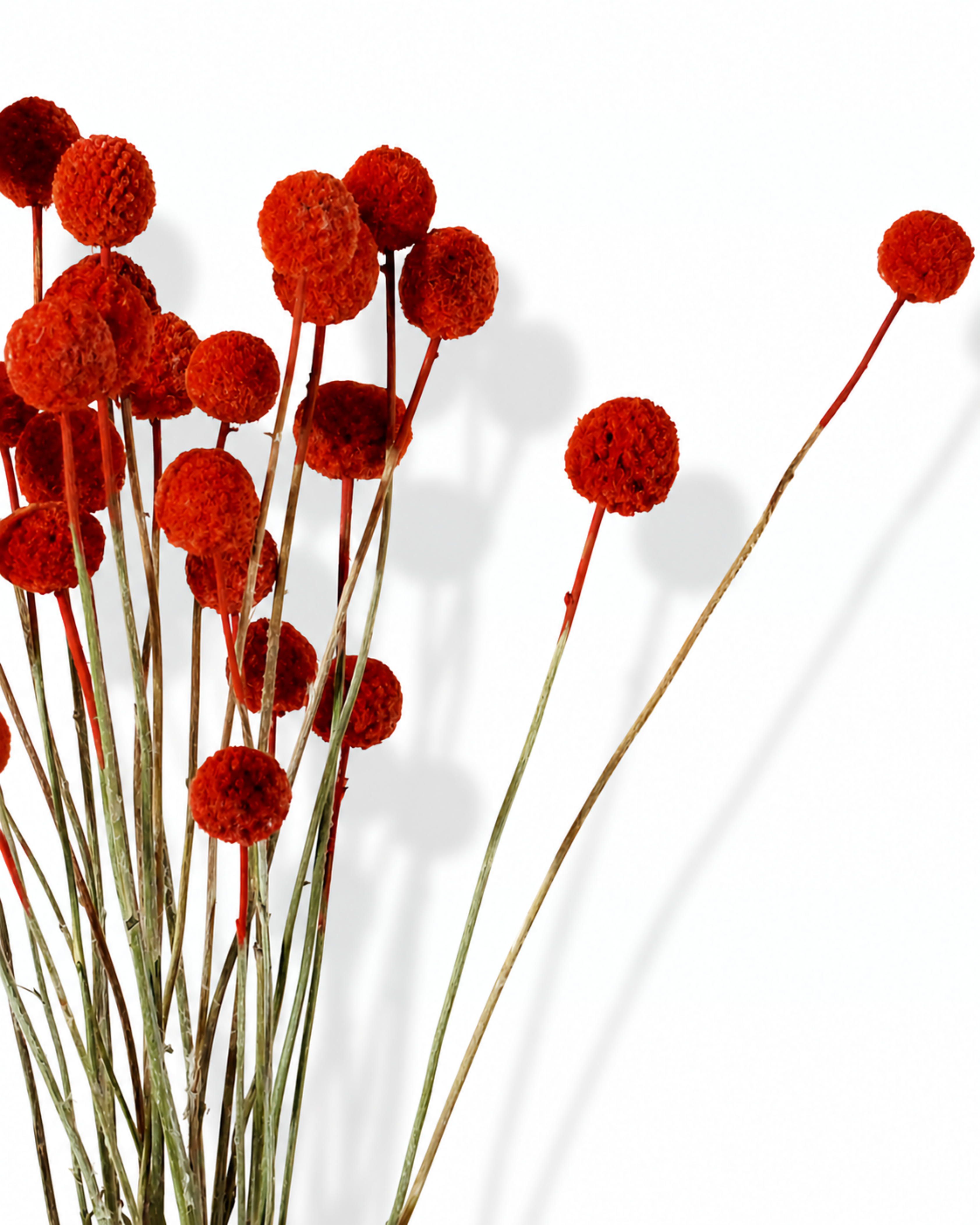 Bright red dried craspedia stems with round flower heads spread out against a white background.
