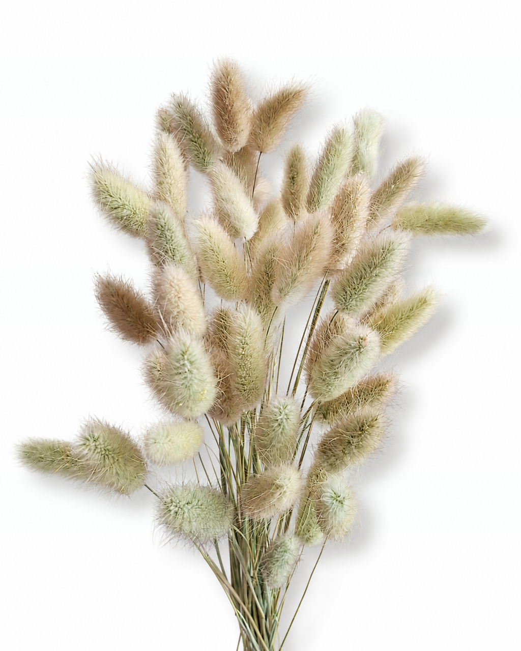 Preserved bunny tail grass bunch of 50 stems with medium head size 40-45 cm
