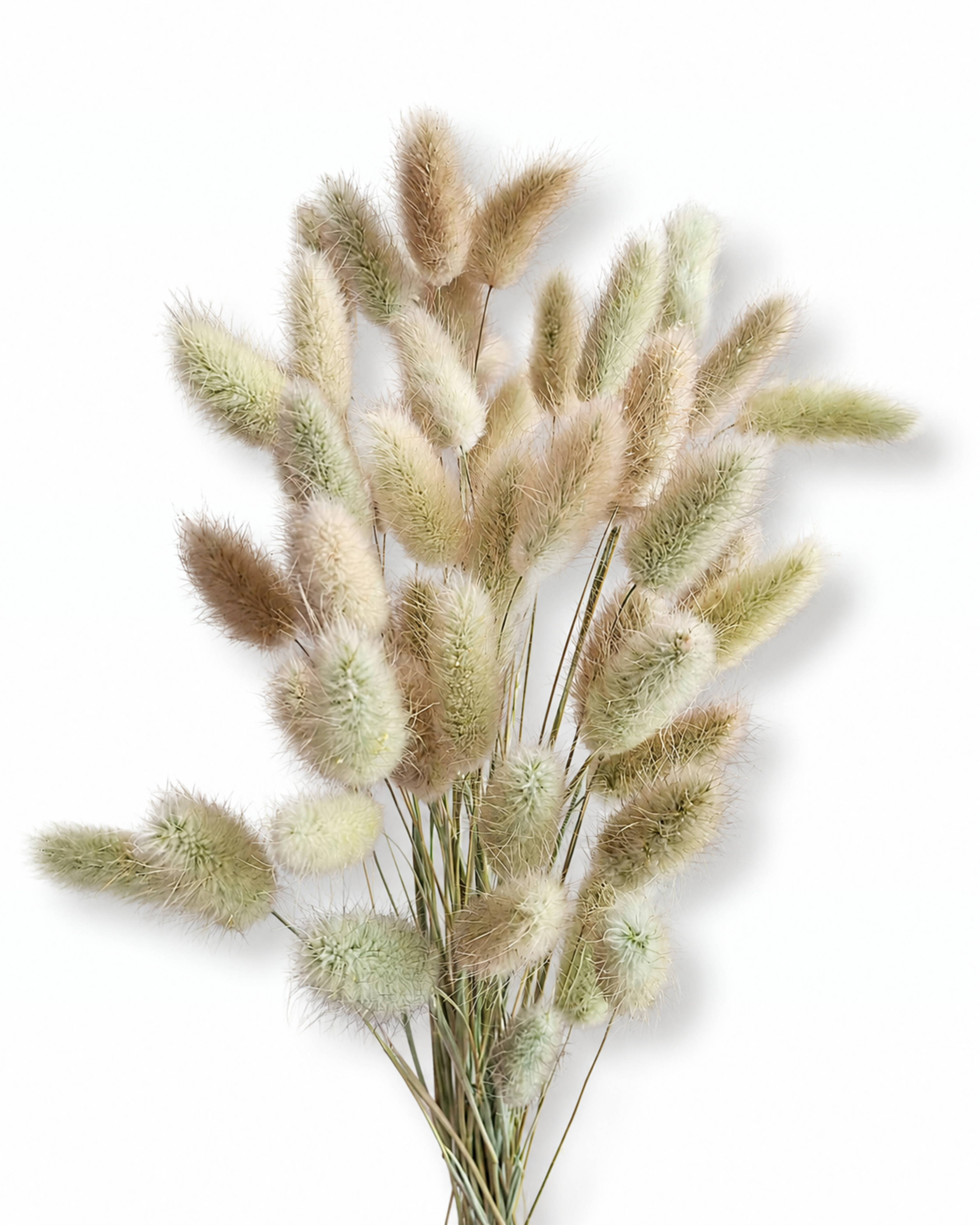 Preserved bunny tail grass bunch of 50 stems with medium head size 40-45 cm
