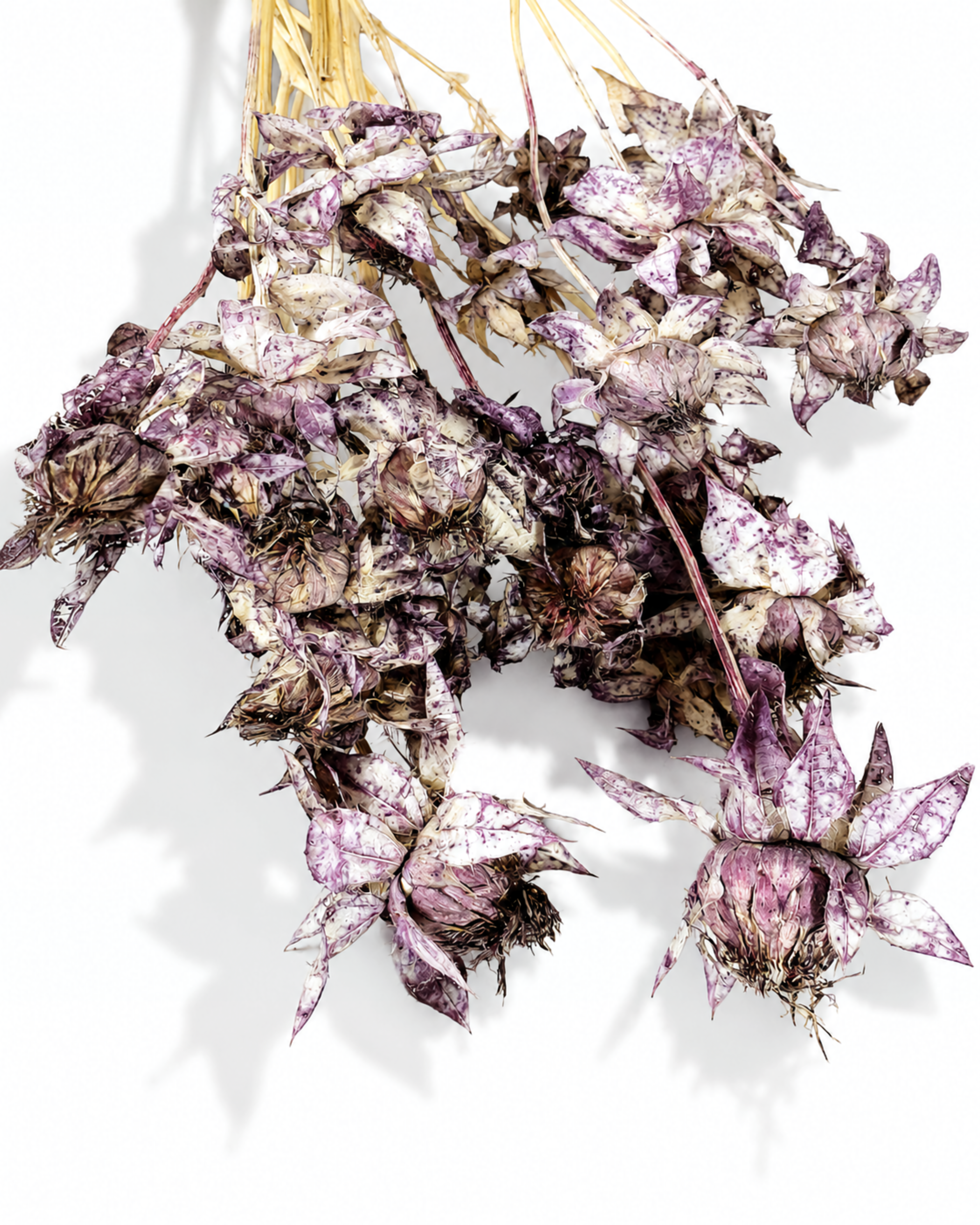 Dusty Purple Safflower Stems
