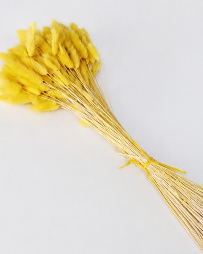 Yellow Bunny Tail Grass