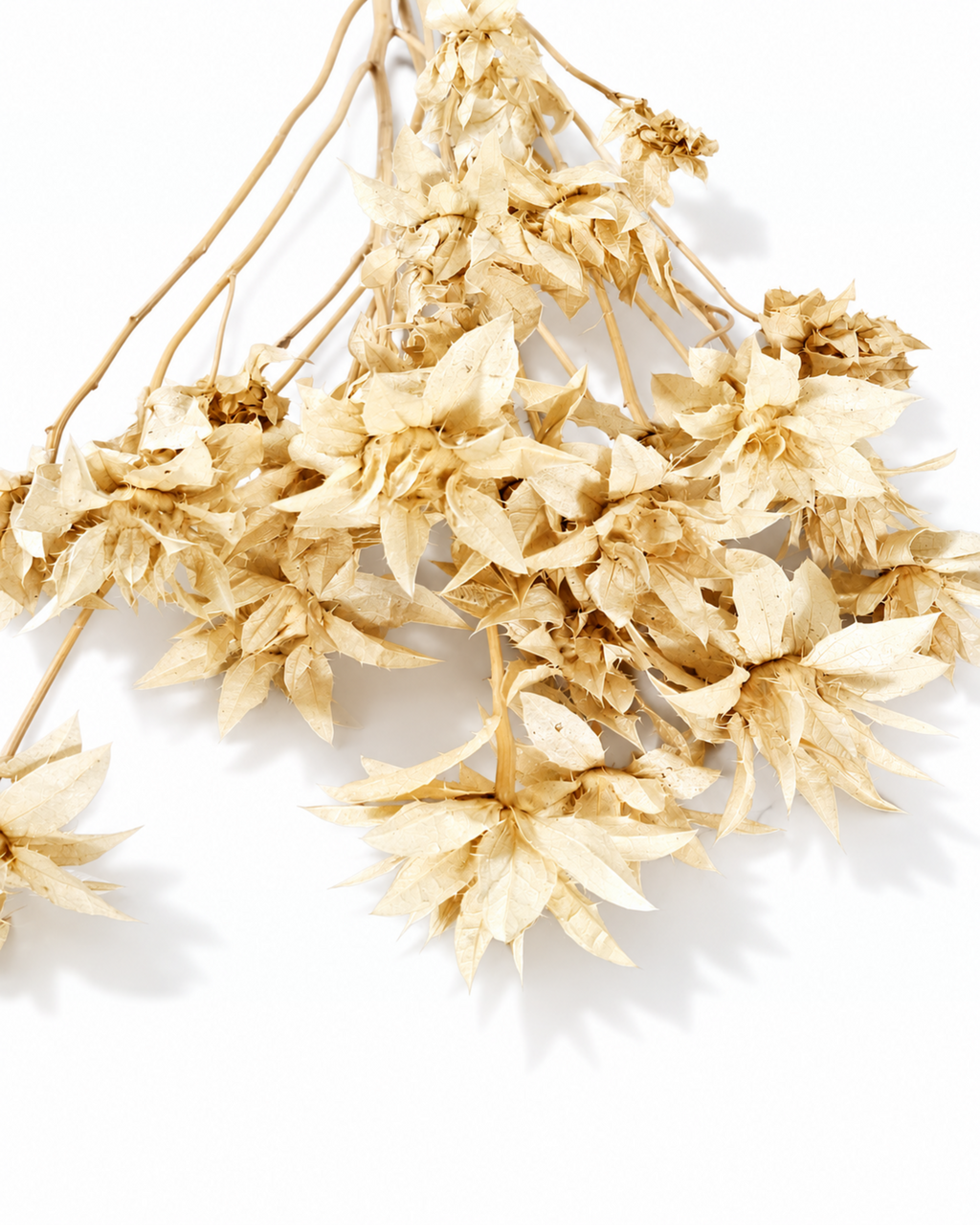 Stabilized Saffron Stems
