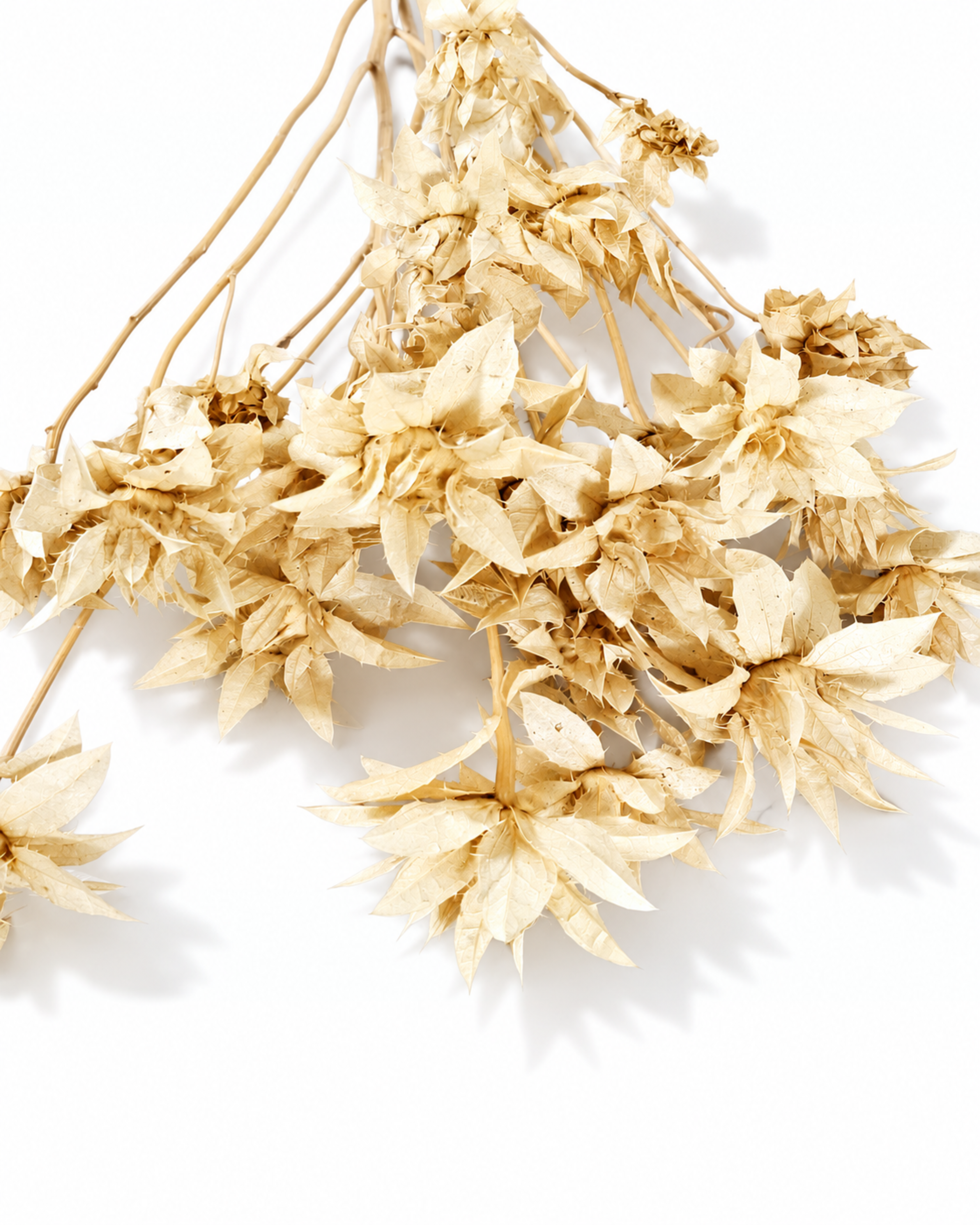 Stabilized Saffron Stems
