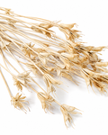 Natural Nigella Pods
