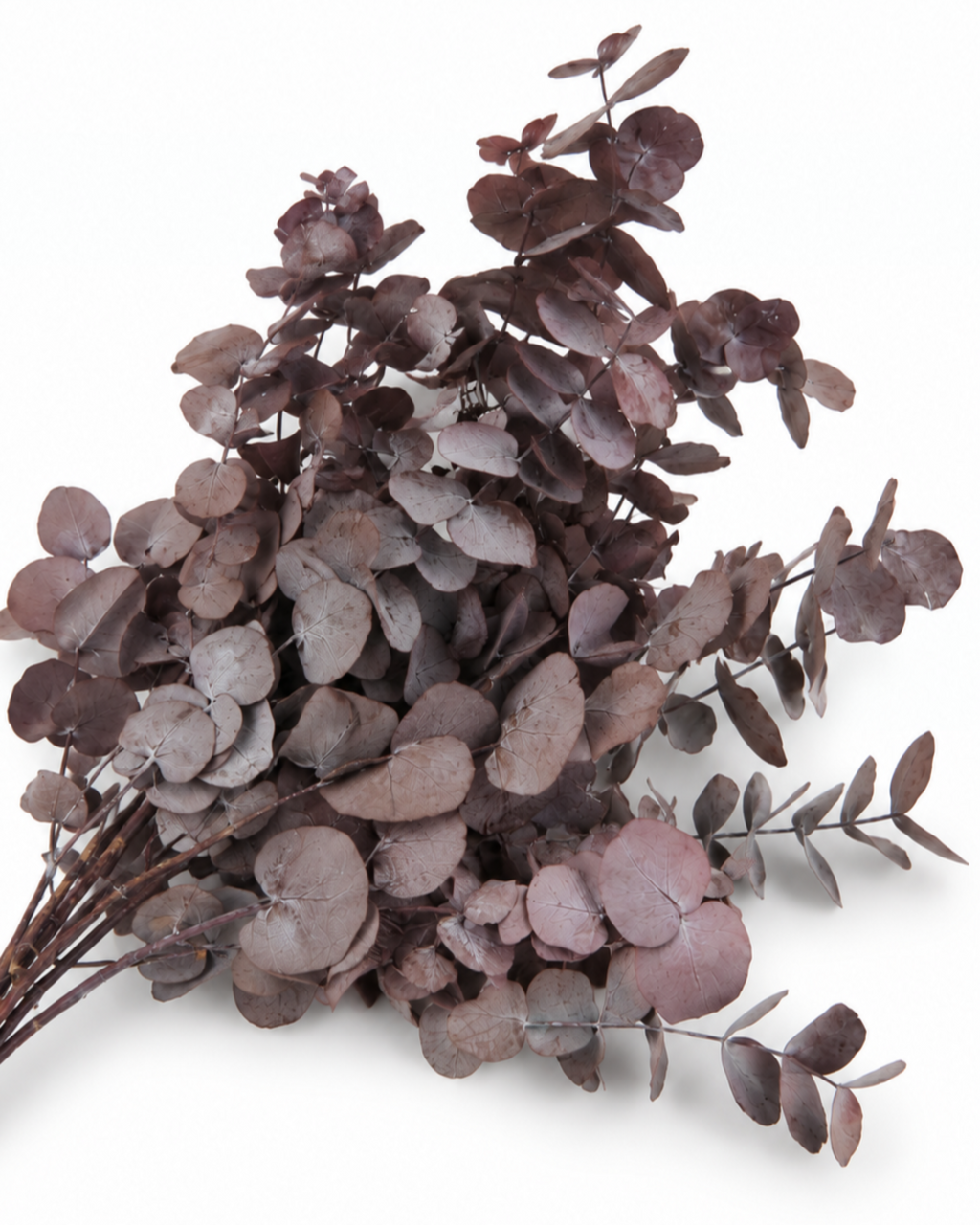 Top portion of a preserved burgundy red eucalyptus bunch showing rounded soft leaves.
