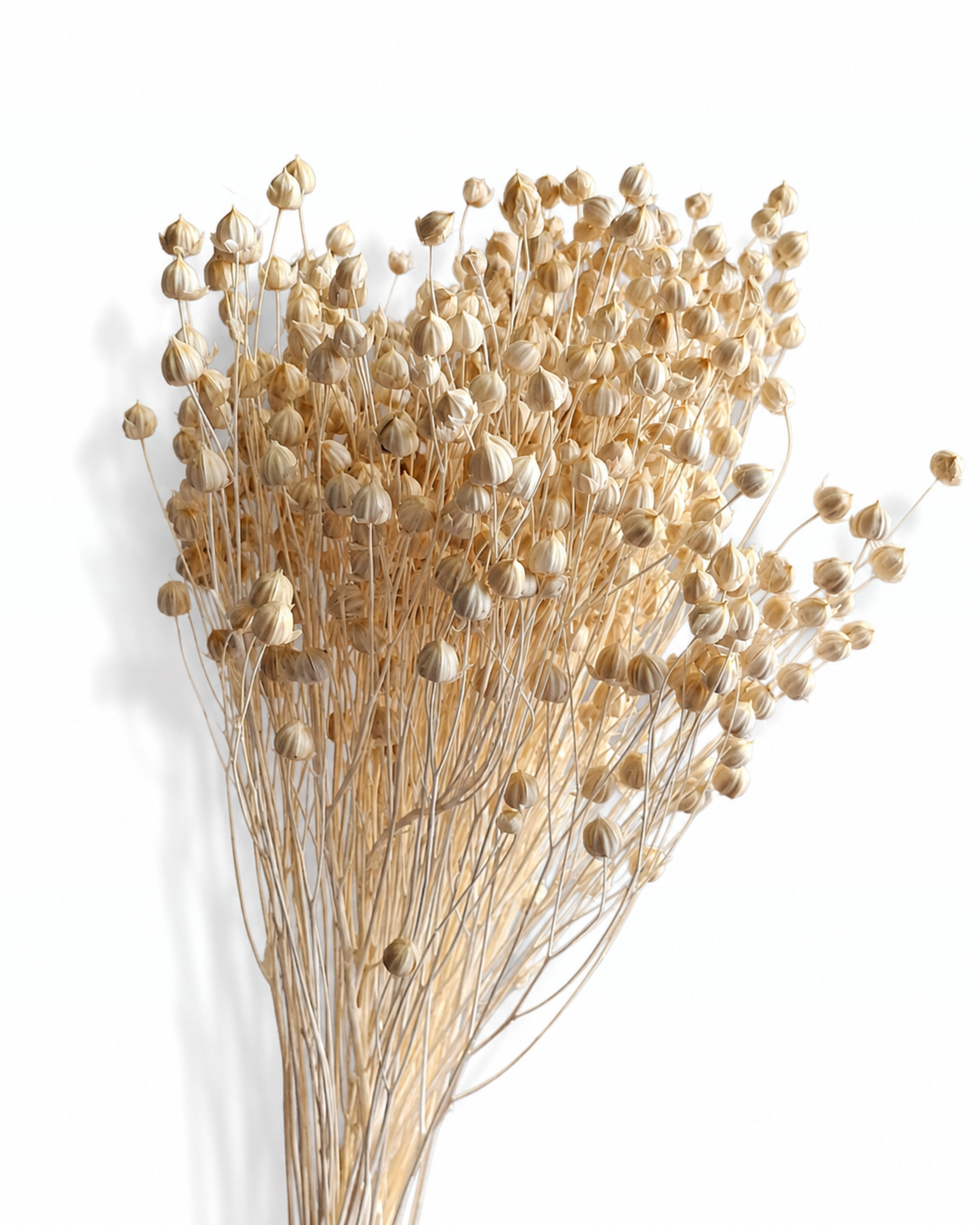 Architectural dried flax pod stems for modern scandinavian home decoration and centerpieces