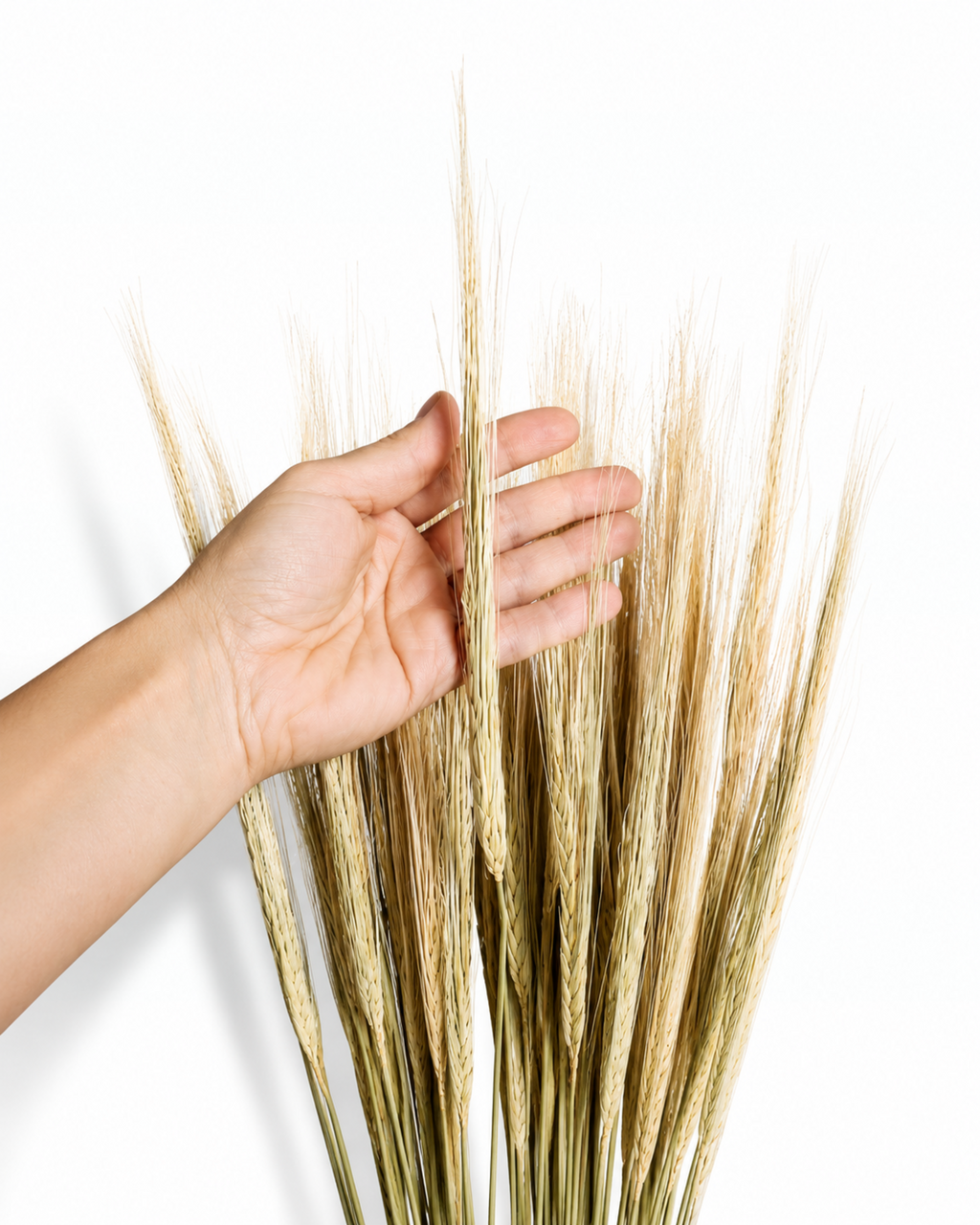 Natural Dried Barley Stems