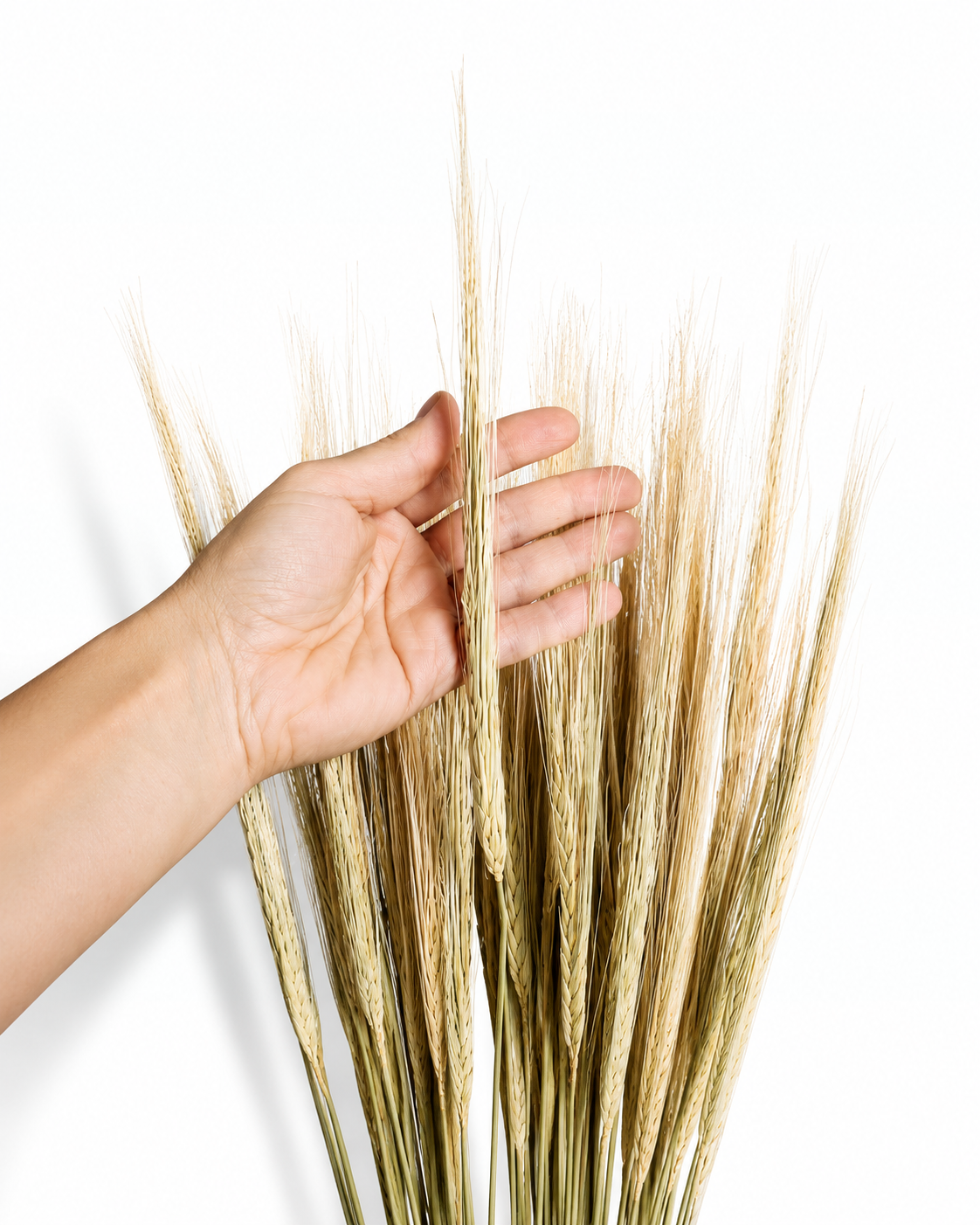 Natural Dried Barley Stems