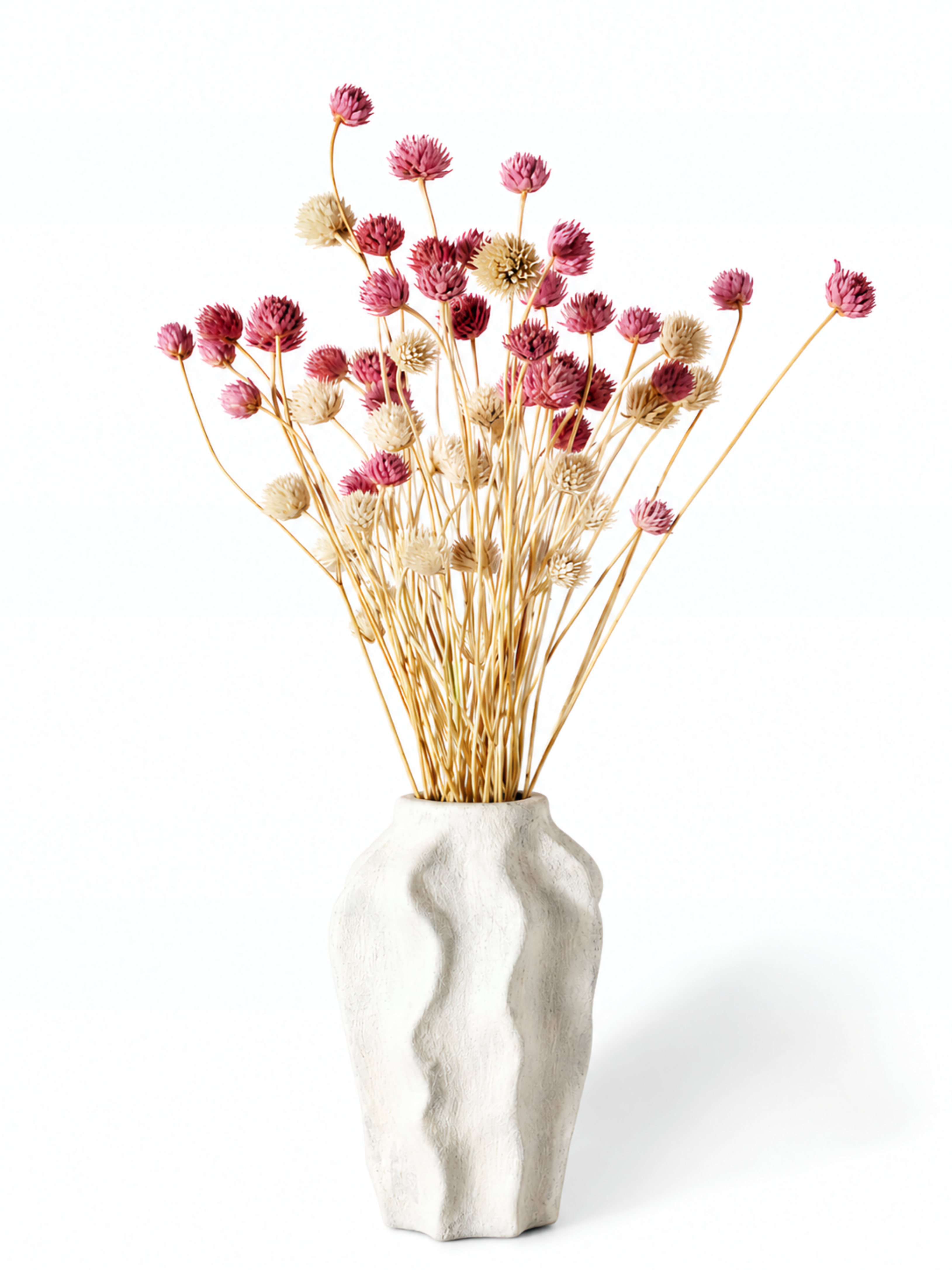 Pink Cephalaria Stems