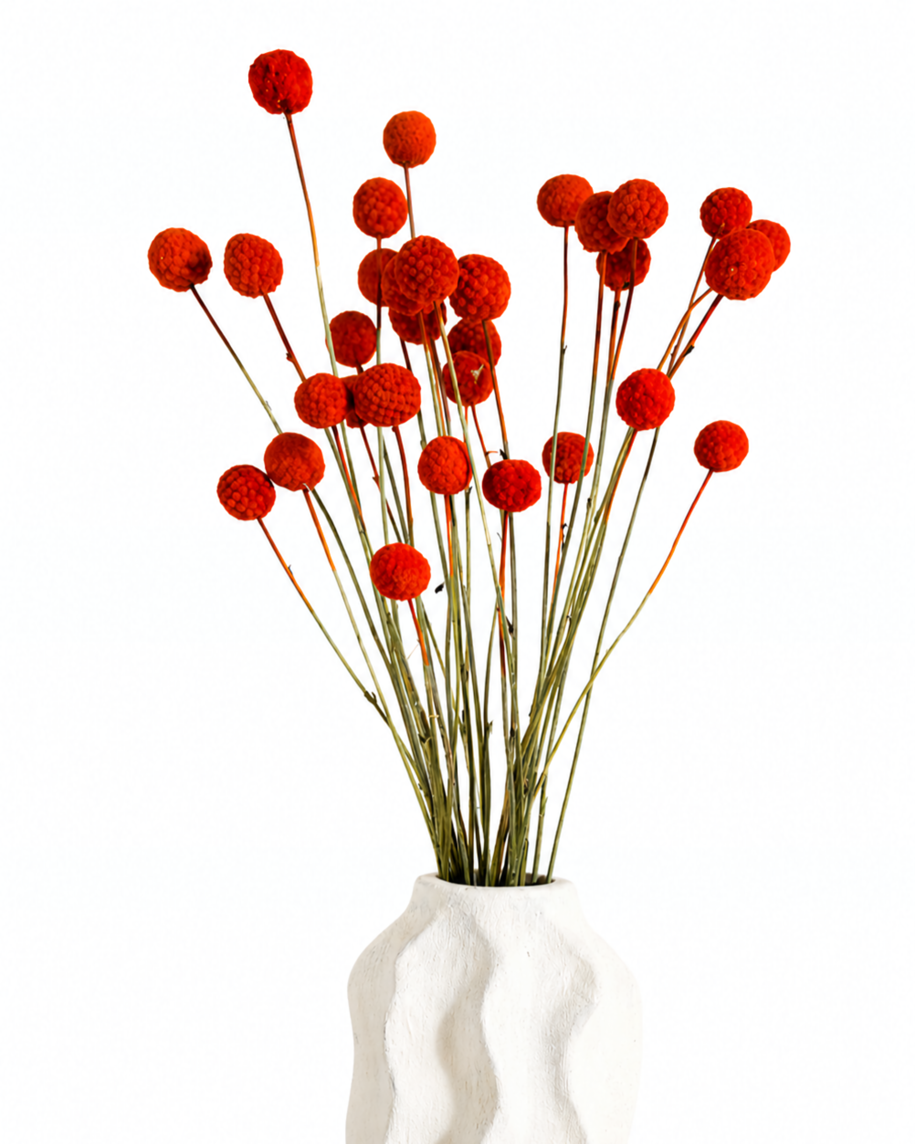 Terracotta red craspedia dried stems arranged upright in a white clay vase isolated on white background.
