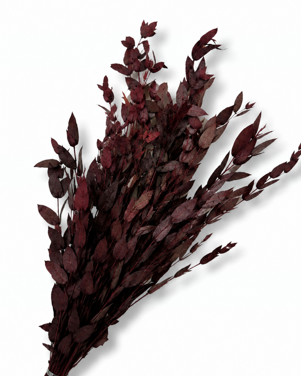 Naturally air-preserved deep burgundy Eucalyptus Parvifolia branches, 5-6 pieces pack, 40-50cm height for elegant rustic interior decoration.

