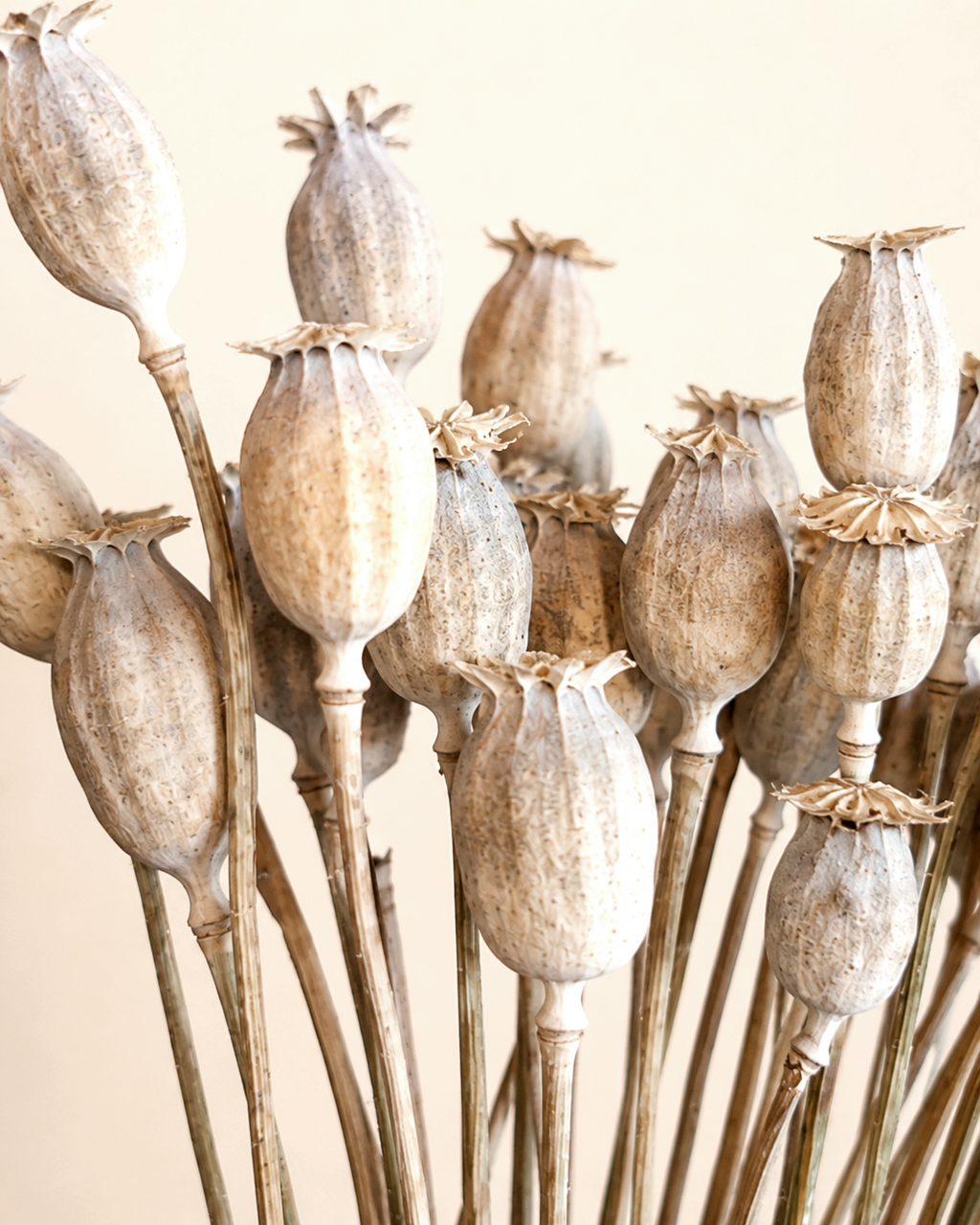 Natural Dried Poppy Pods Stems