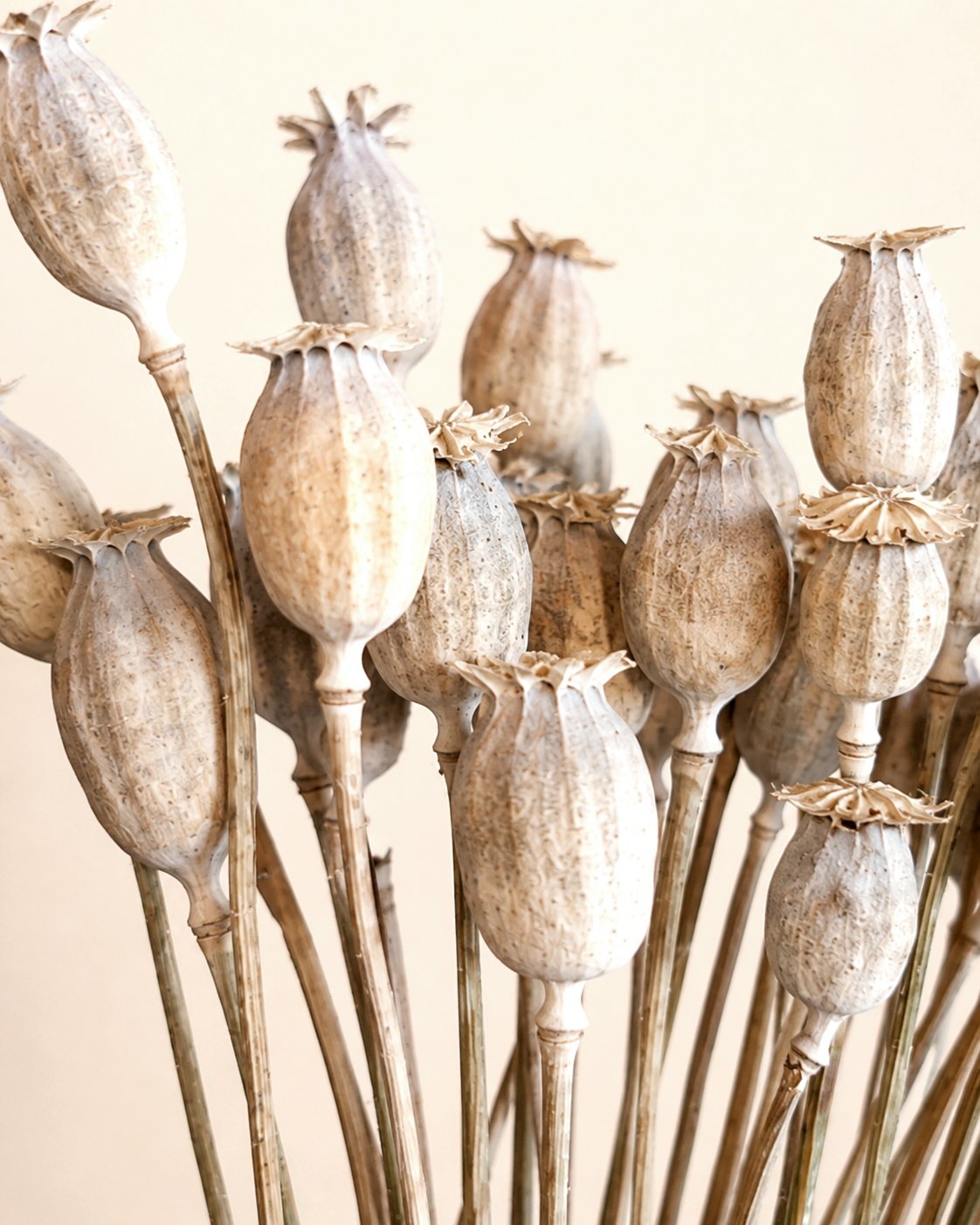 Natural Dried Poppy Pods Stems