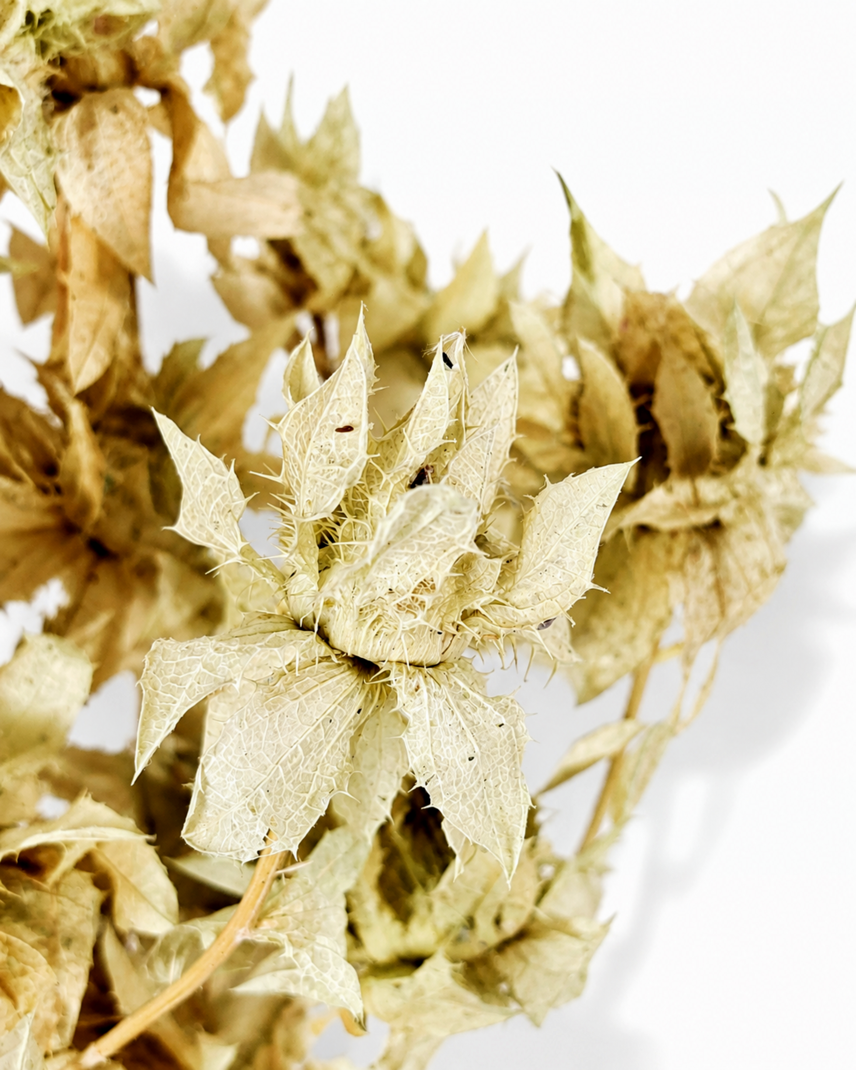 Close up texture of stabilized natural carthamus flower head with subtle green sage undertone